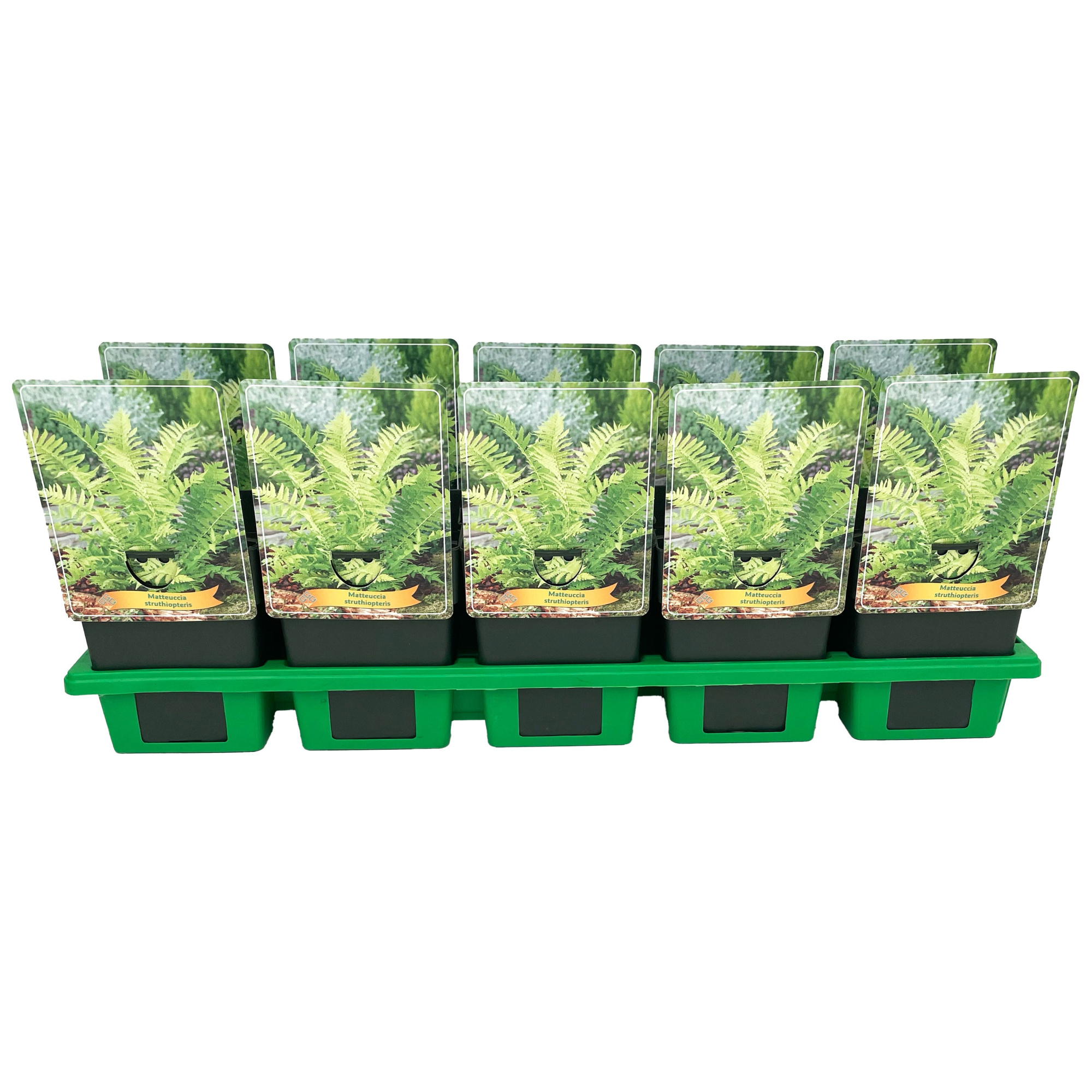 Matteuccia struthiopteris P11, D 11 cm