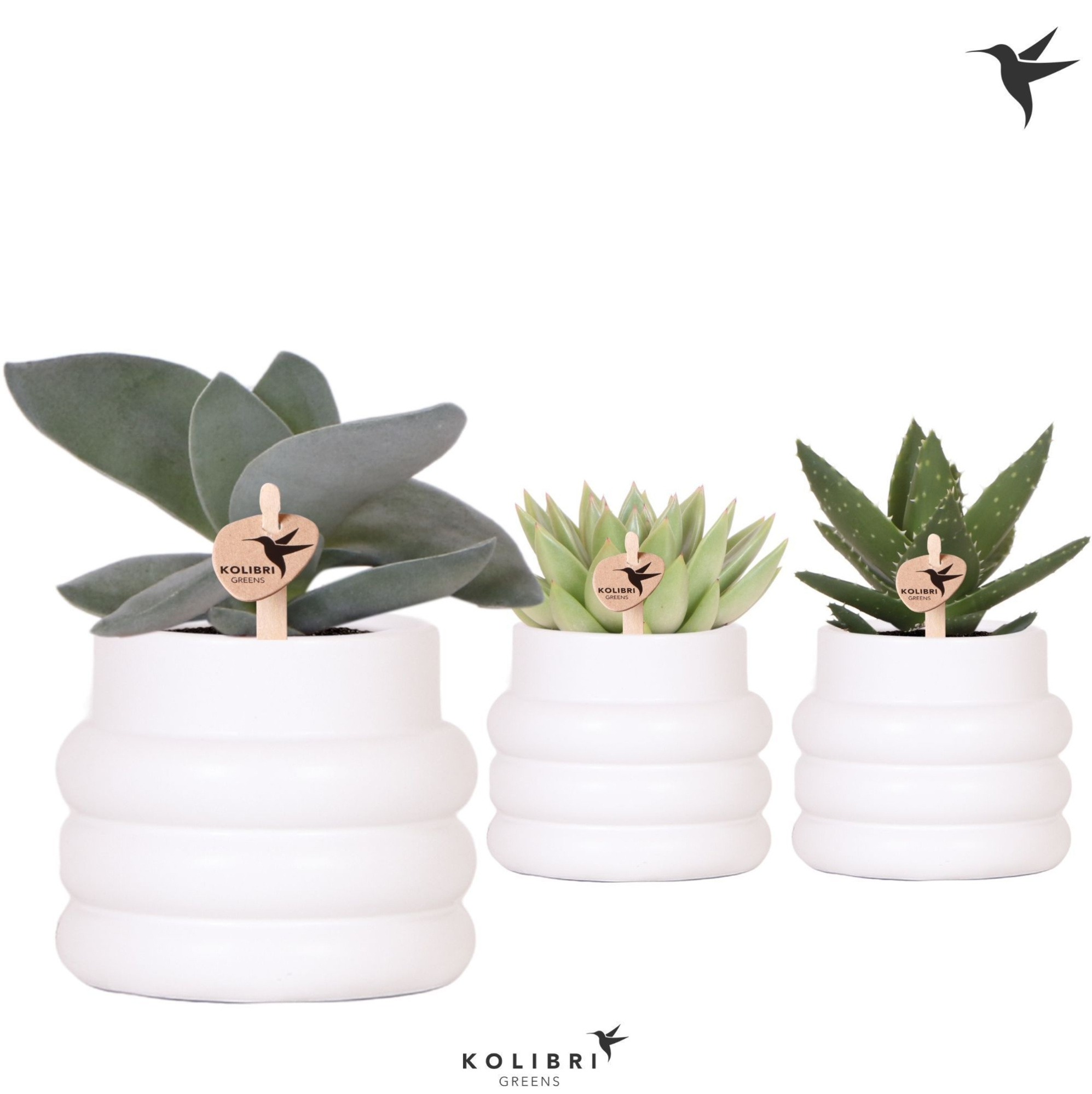 Kolibri Greens Succulenten mix in Bubble pot white, D 9