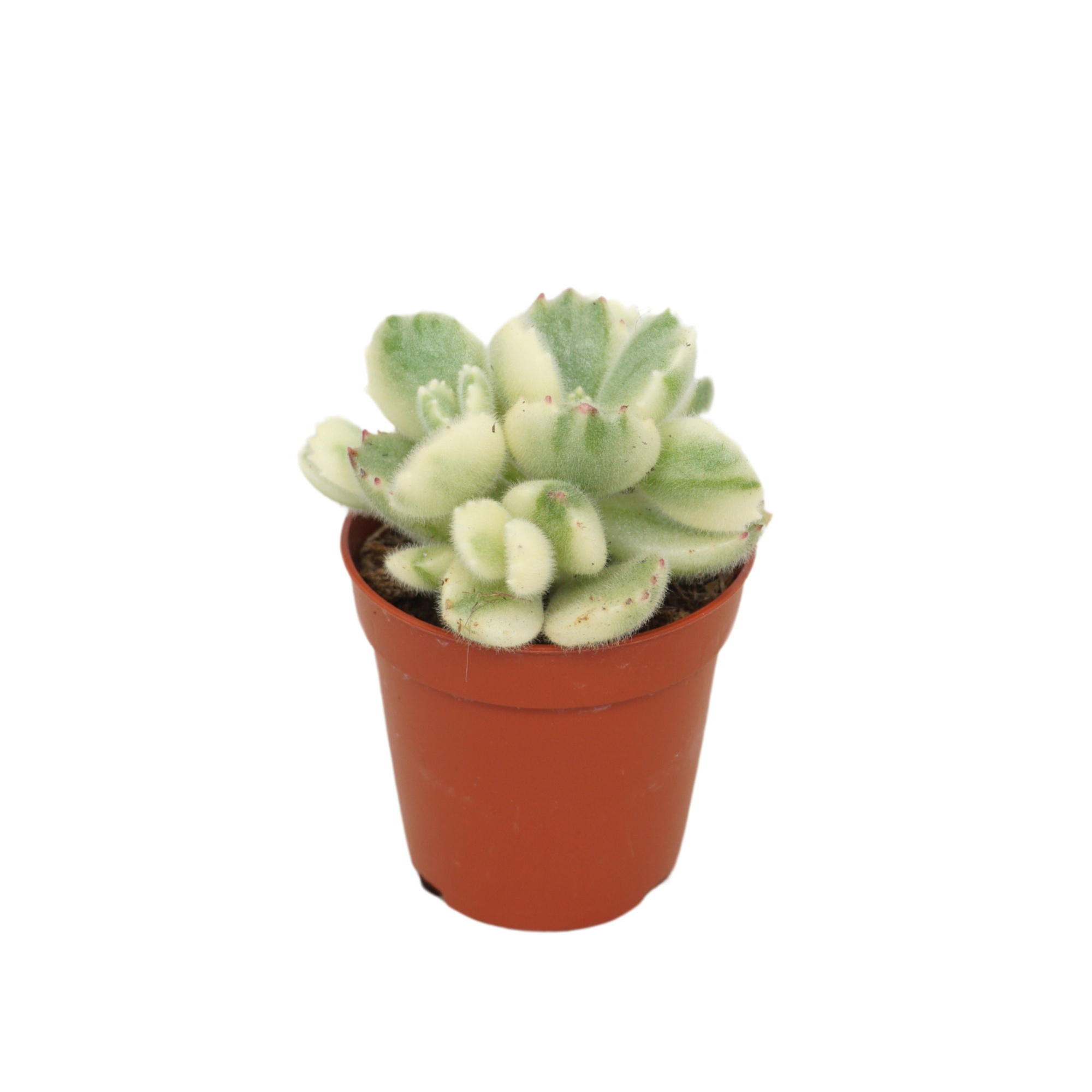 Cotyledon ladysmithiensis variegata 5,5 cm, D 5,5 cm