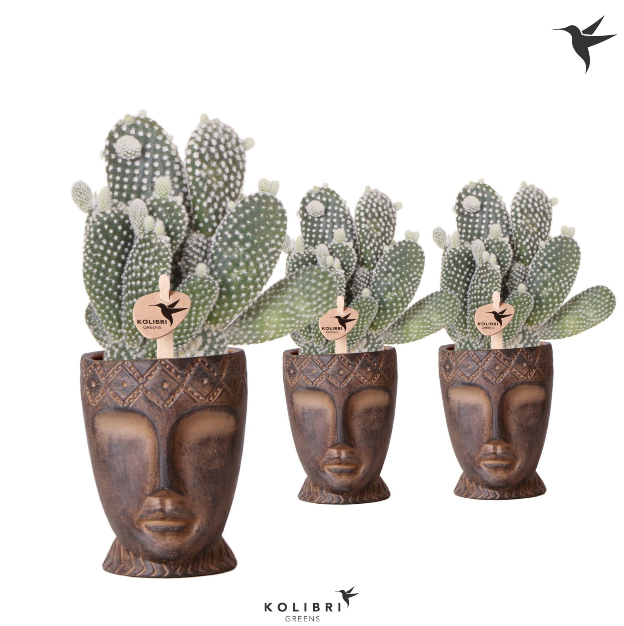 Kolibri Greens Opuntia white in Totem Mask pot, D 9 cm