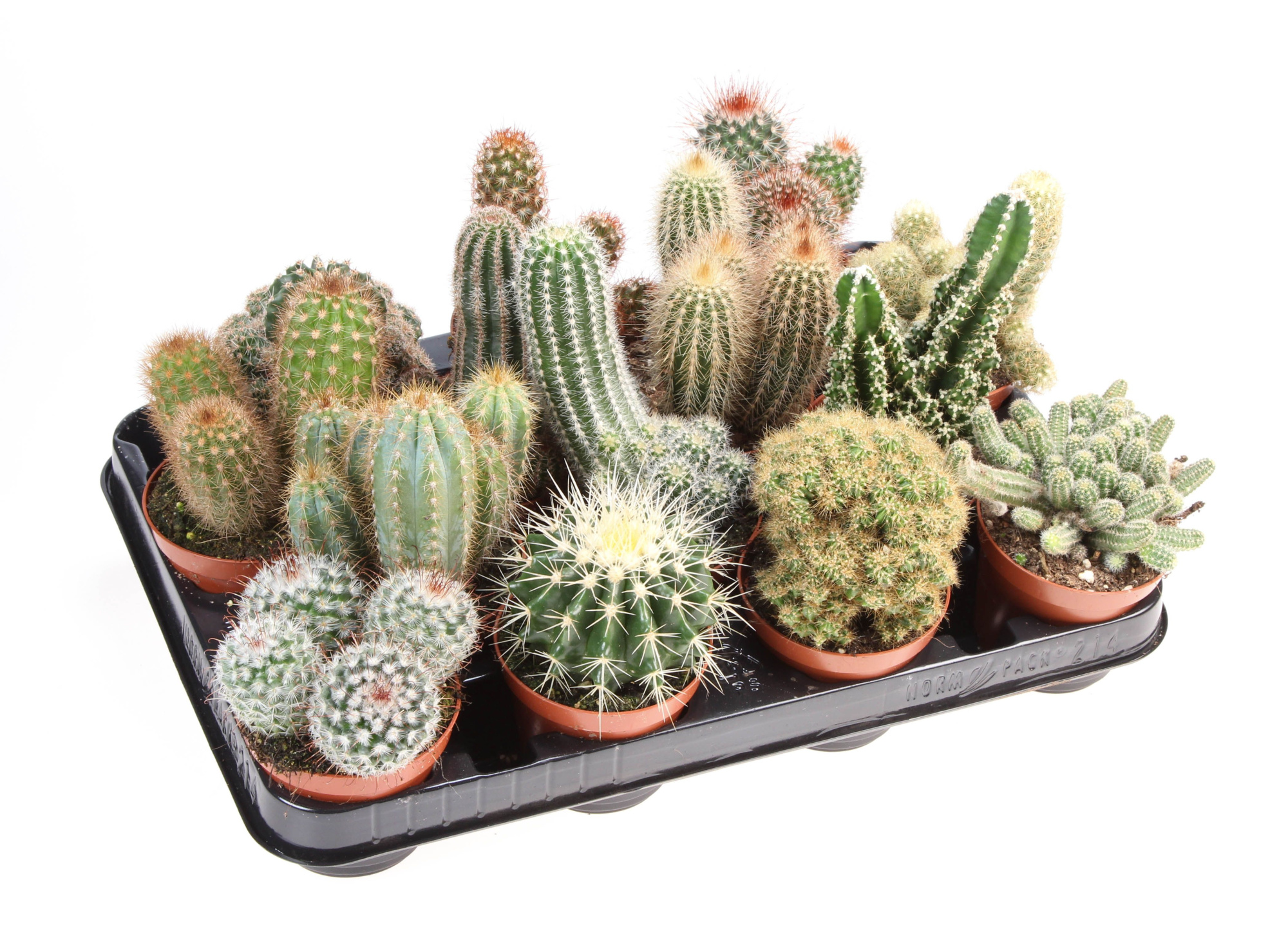 Cactus mix, D 8,5 cm