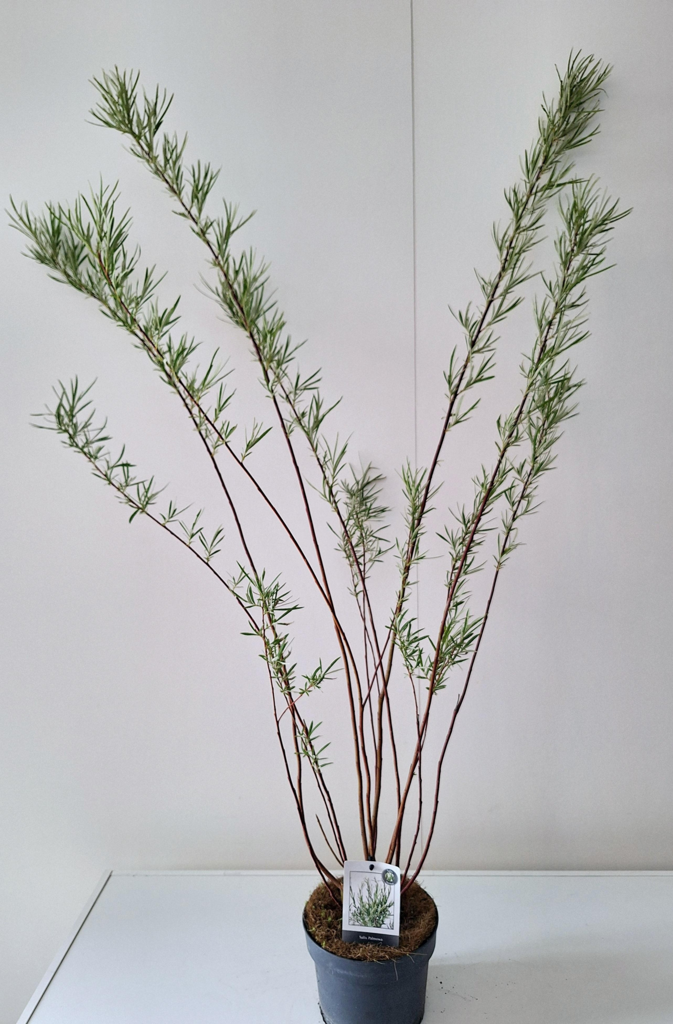 Salix Palmova bush p17, D 17 cm