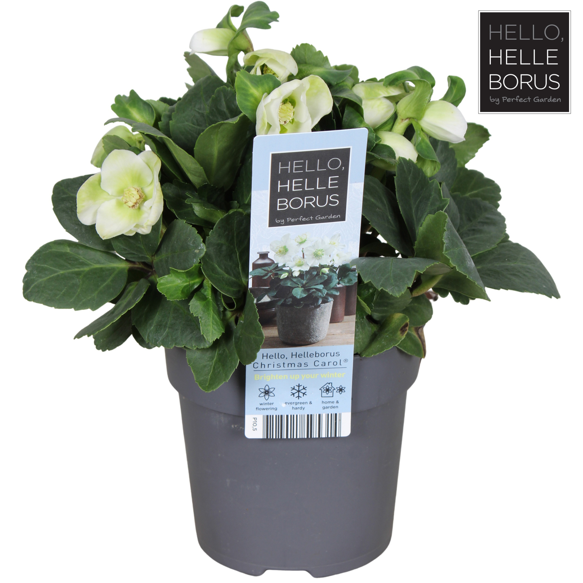 Helleborus niger 'Christmas Carol' P10,5, D 10,5 cm