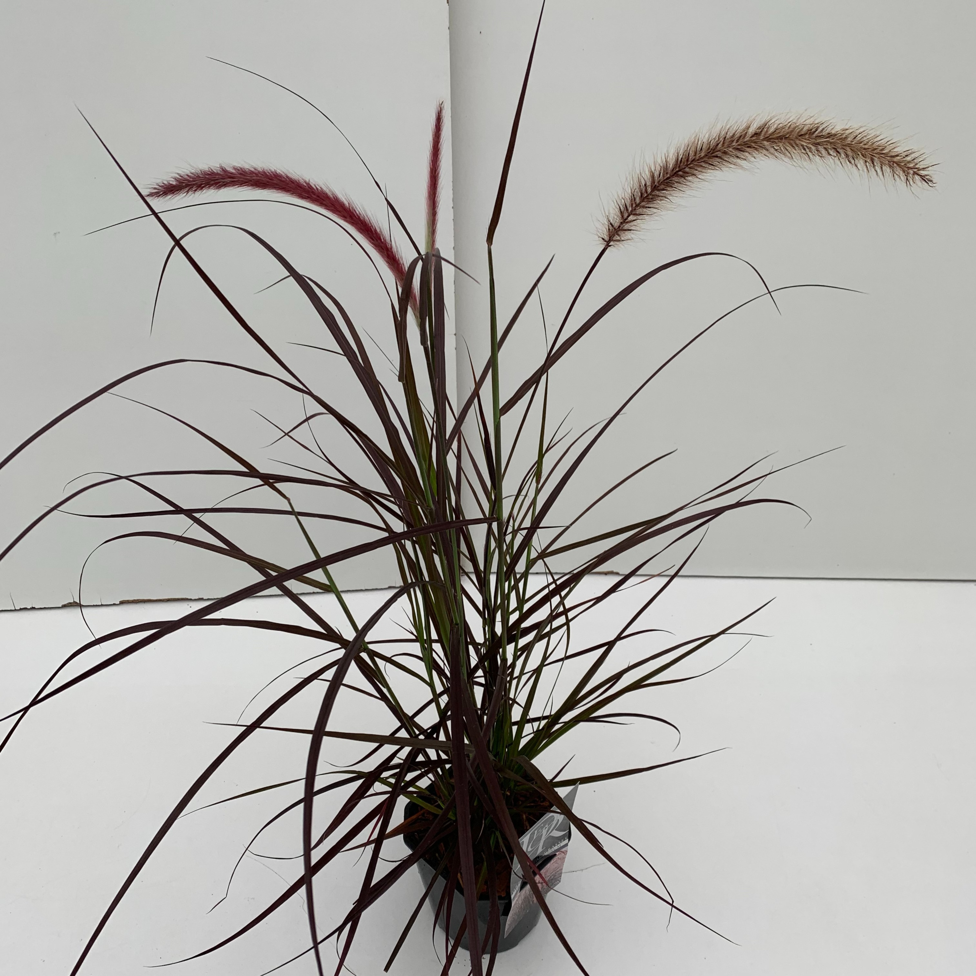 Pennisetum 'Rubrum', D 17 cm