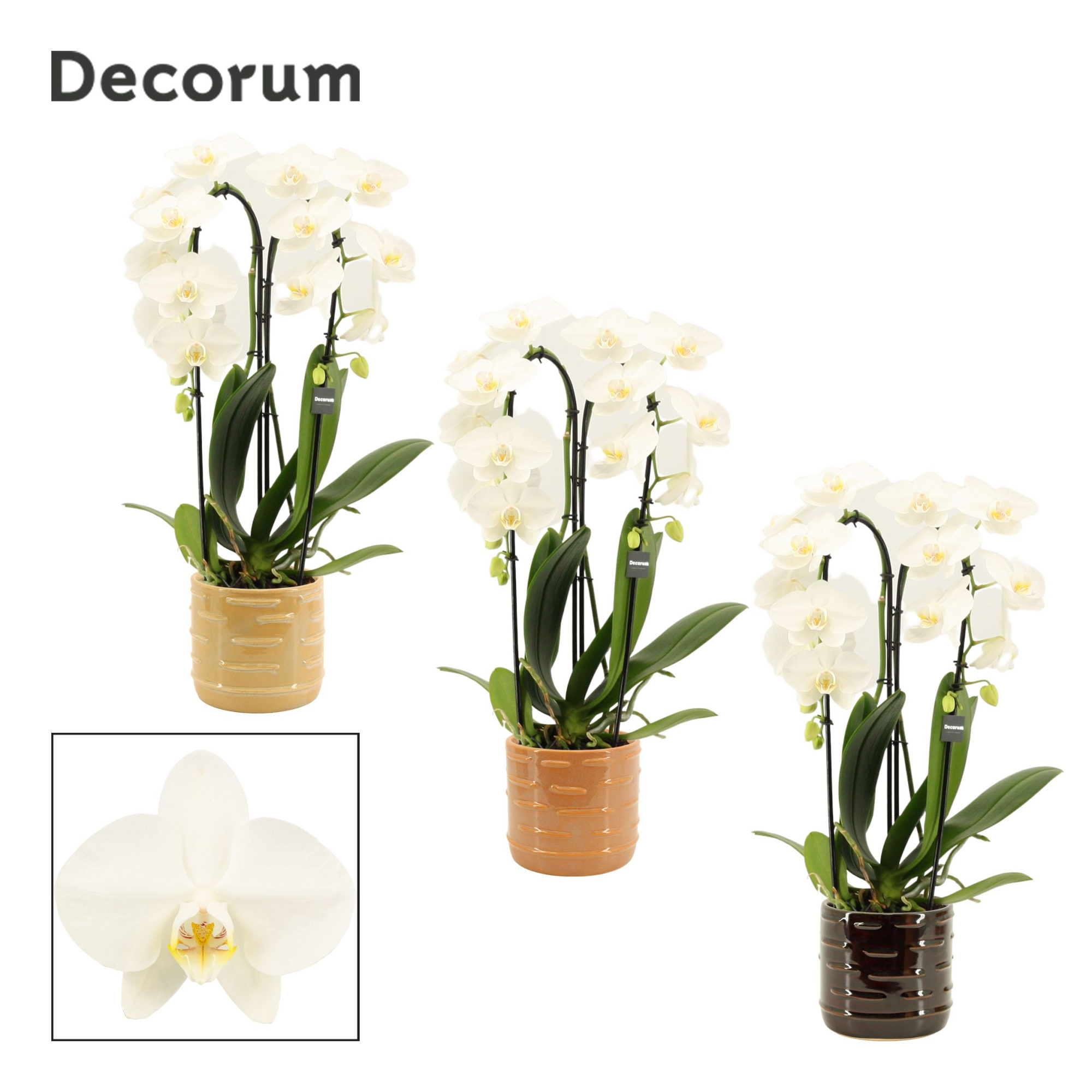 Phalaenopsis cascade 2 tak wit in Lois (Deco-collection), D 12