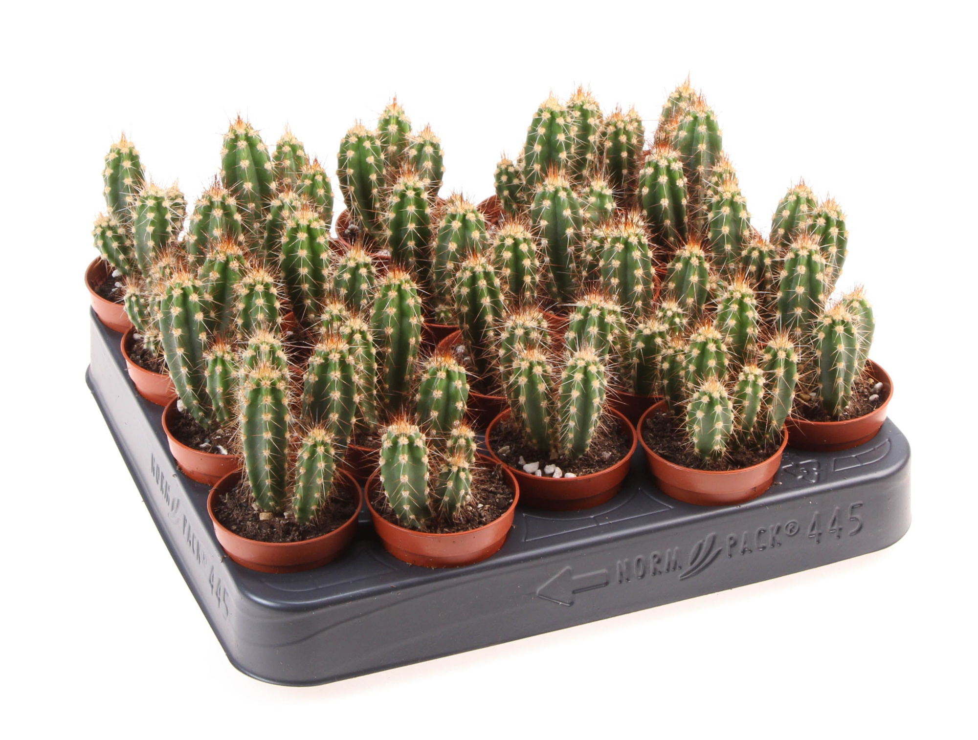 Neocardenasia herzogiana, D 5,5 cm