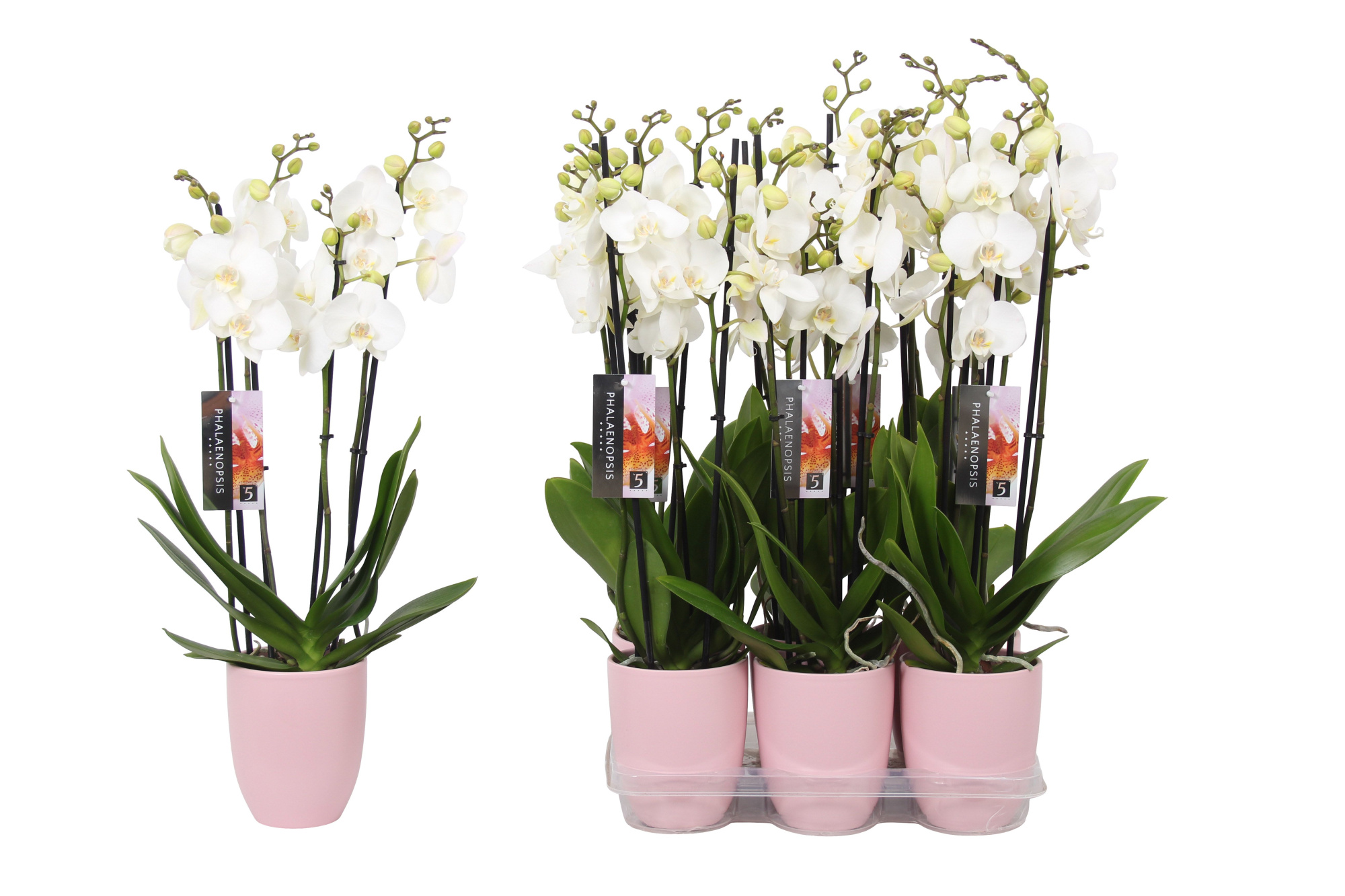Phalaenopsis White, 4-spike Pink Ceramics, D 12 cm