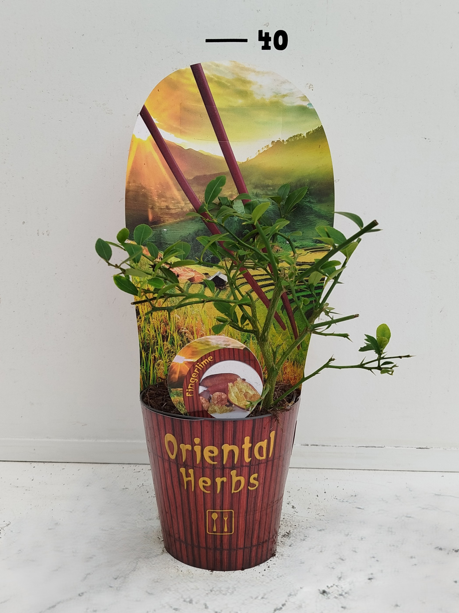 Citrus australasica, D 12