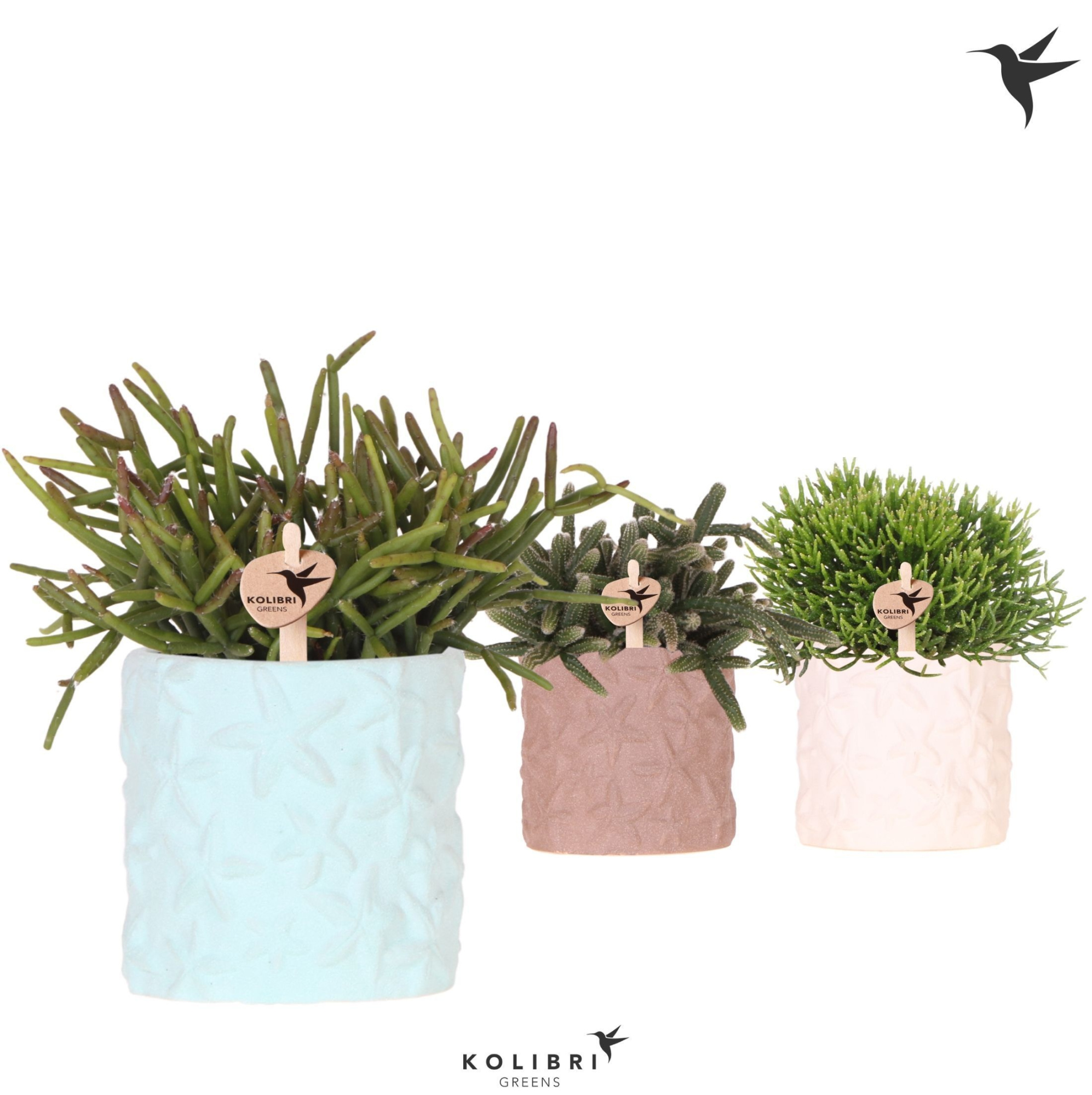 Kolibri Greens Rhipsalis mix in Star Fish pot mix, D 9 cm