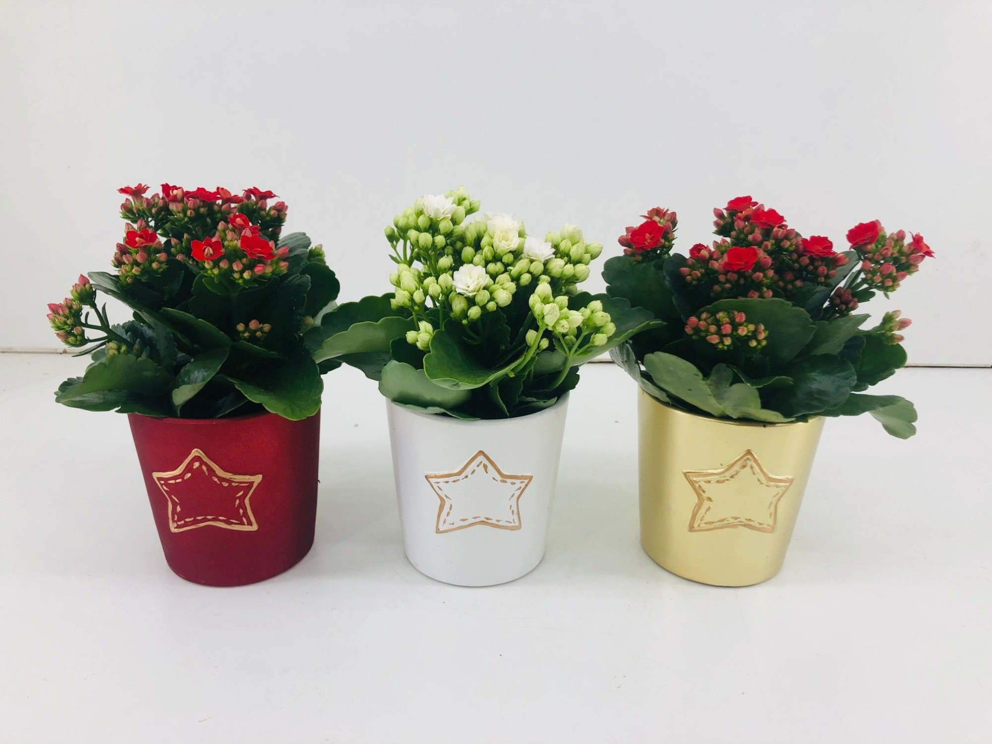 TDM P9 : 25 Kerst 7 Kerst pot met Kalanchoe, D 9