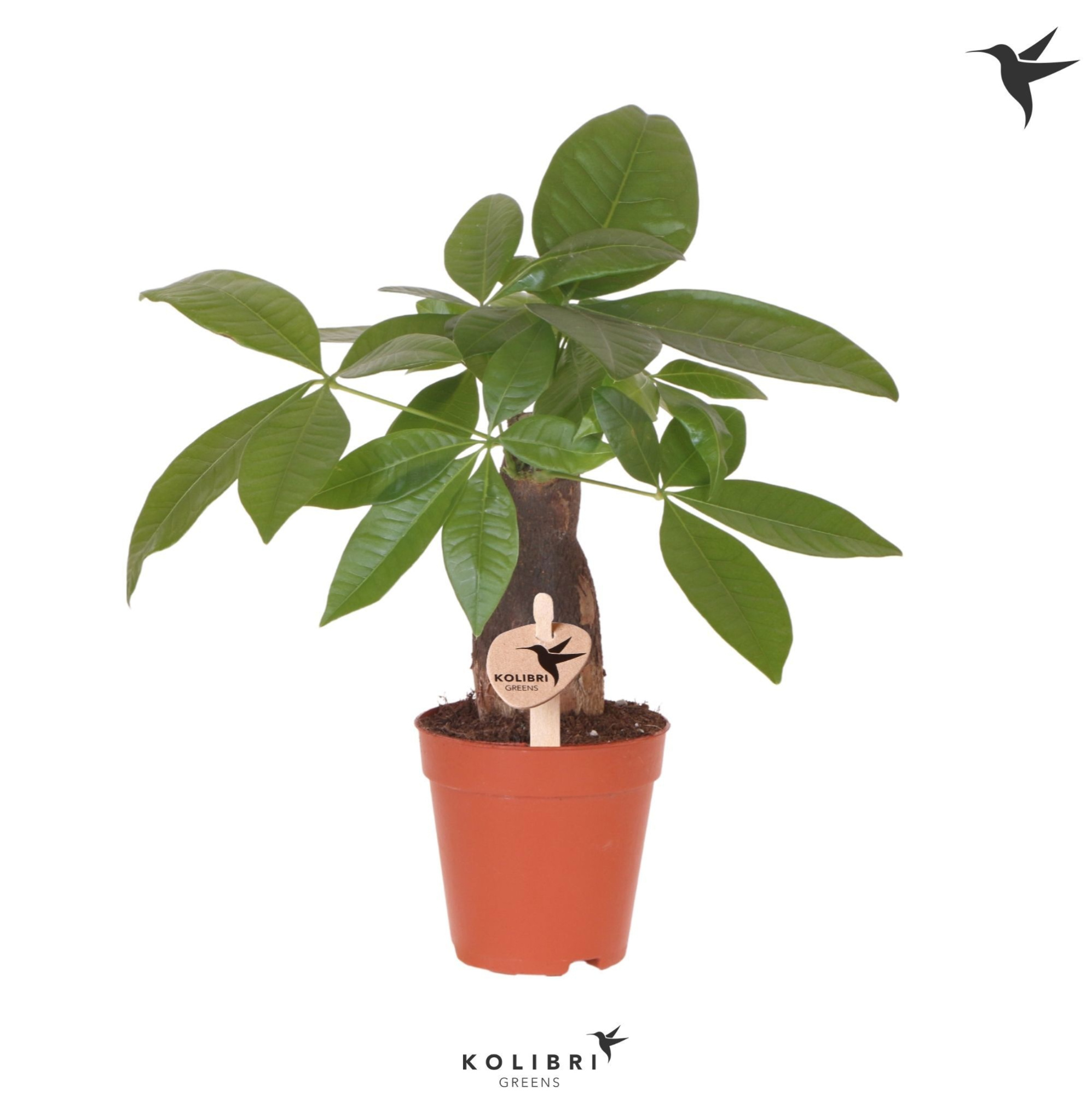 Kolibri Greens Pachira, D 9 cm