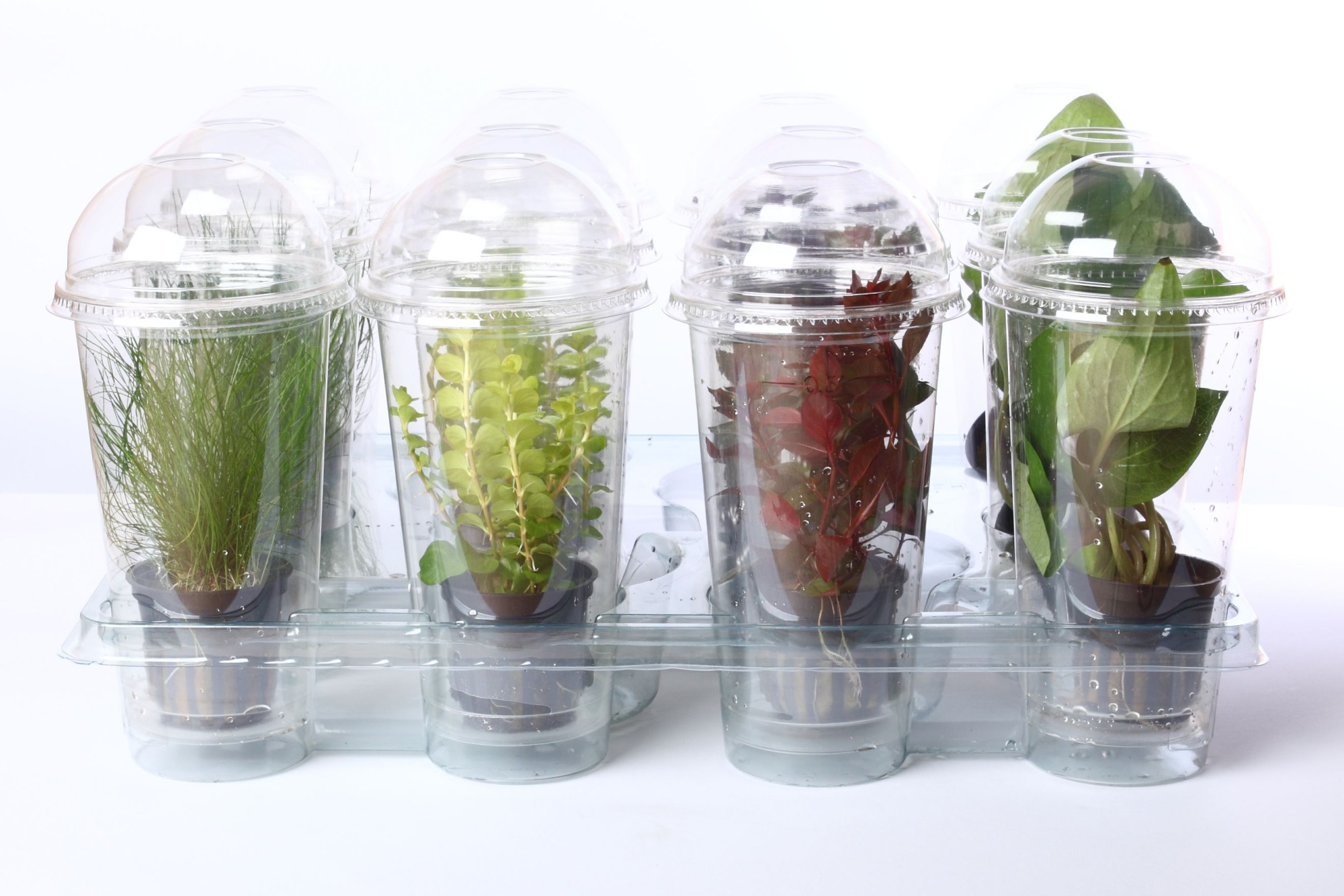 212-Aquariumplanten/moeras, D 9 cm