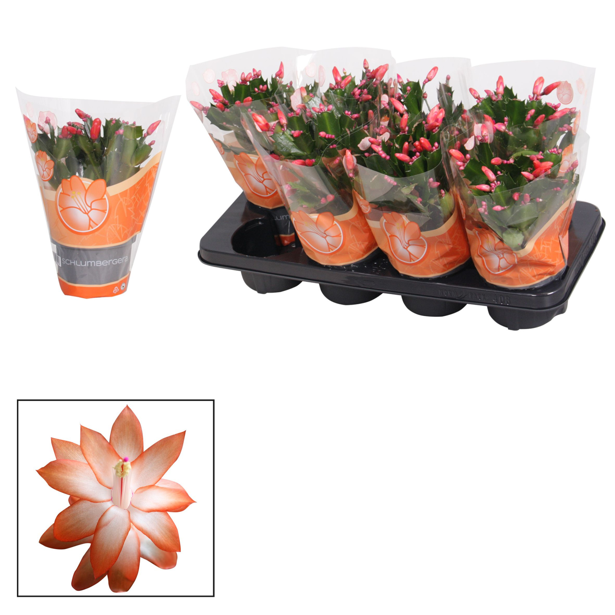 Schlumbergera - 13 cm - Orange (Vida), D 13 cm