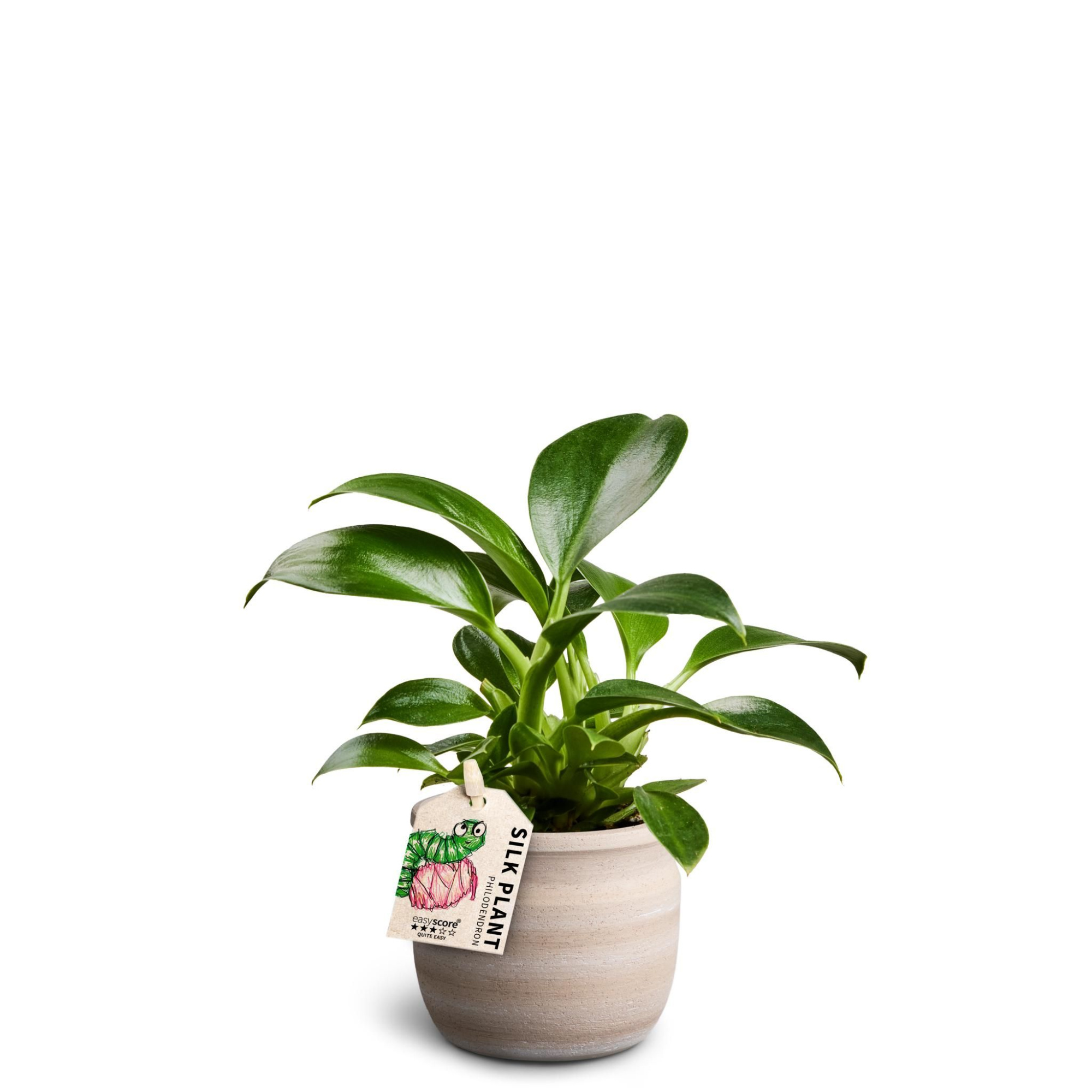 Maceta Sand, Philodendron ´Green Princess´, D 7 cm