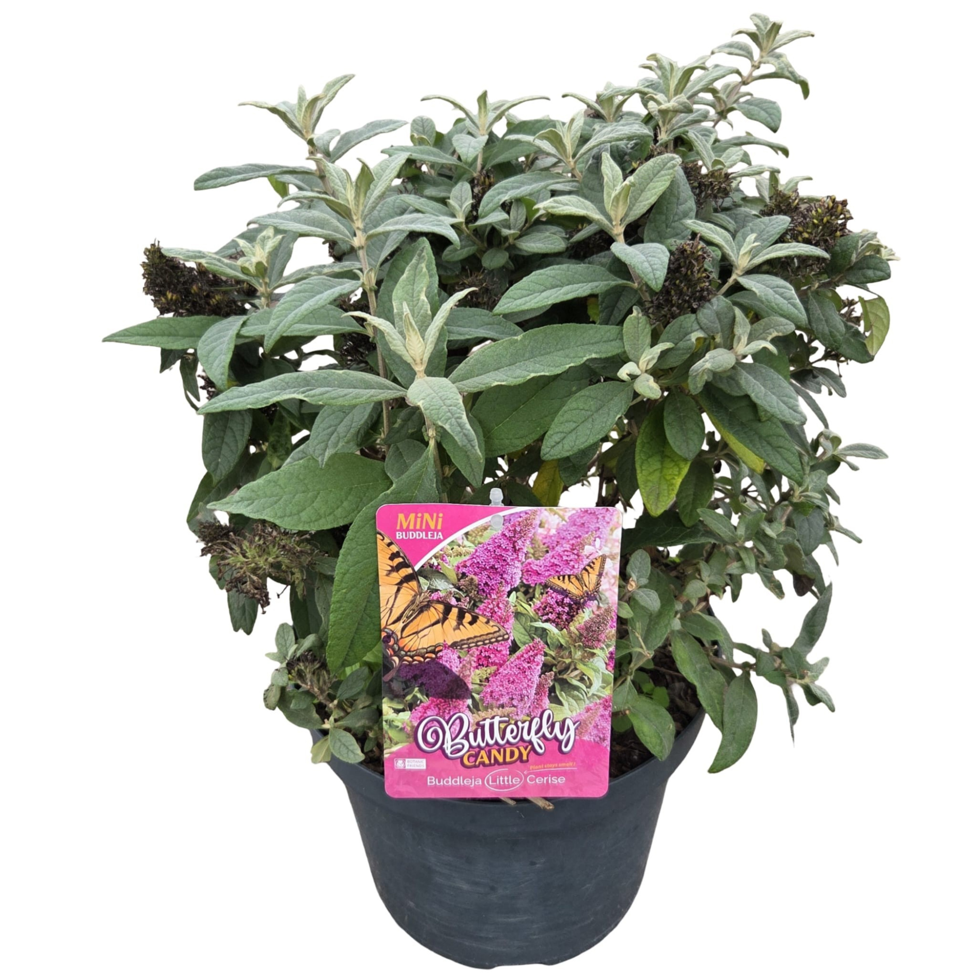 Buddleja d. 'Butterfly Candy Little Cerise' ®, D 26 cm