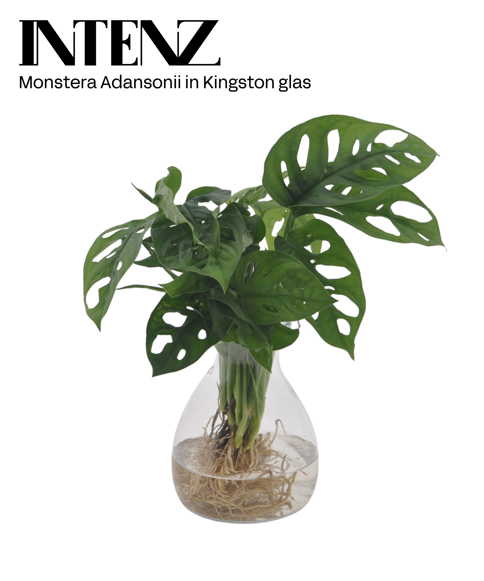 Monstera adansonii 12cm in Kingston glas - levertijd: 24 uur, D 12