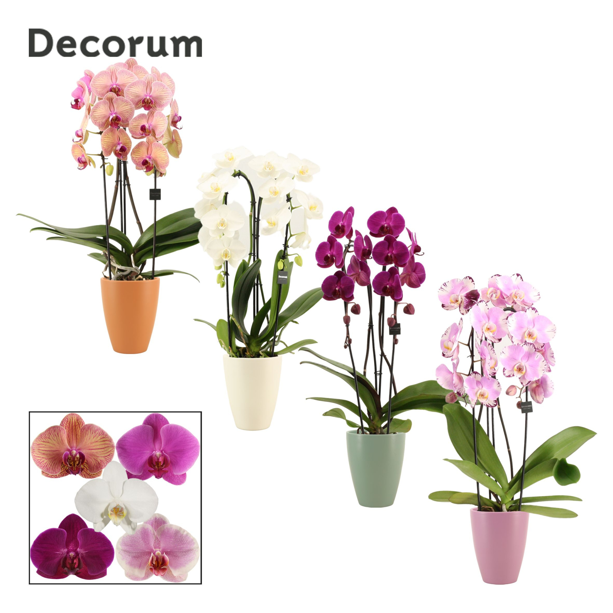Phalaenopsis cascade 2 tak mix in Carly (Craft world-collection), D 12 cm