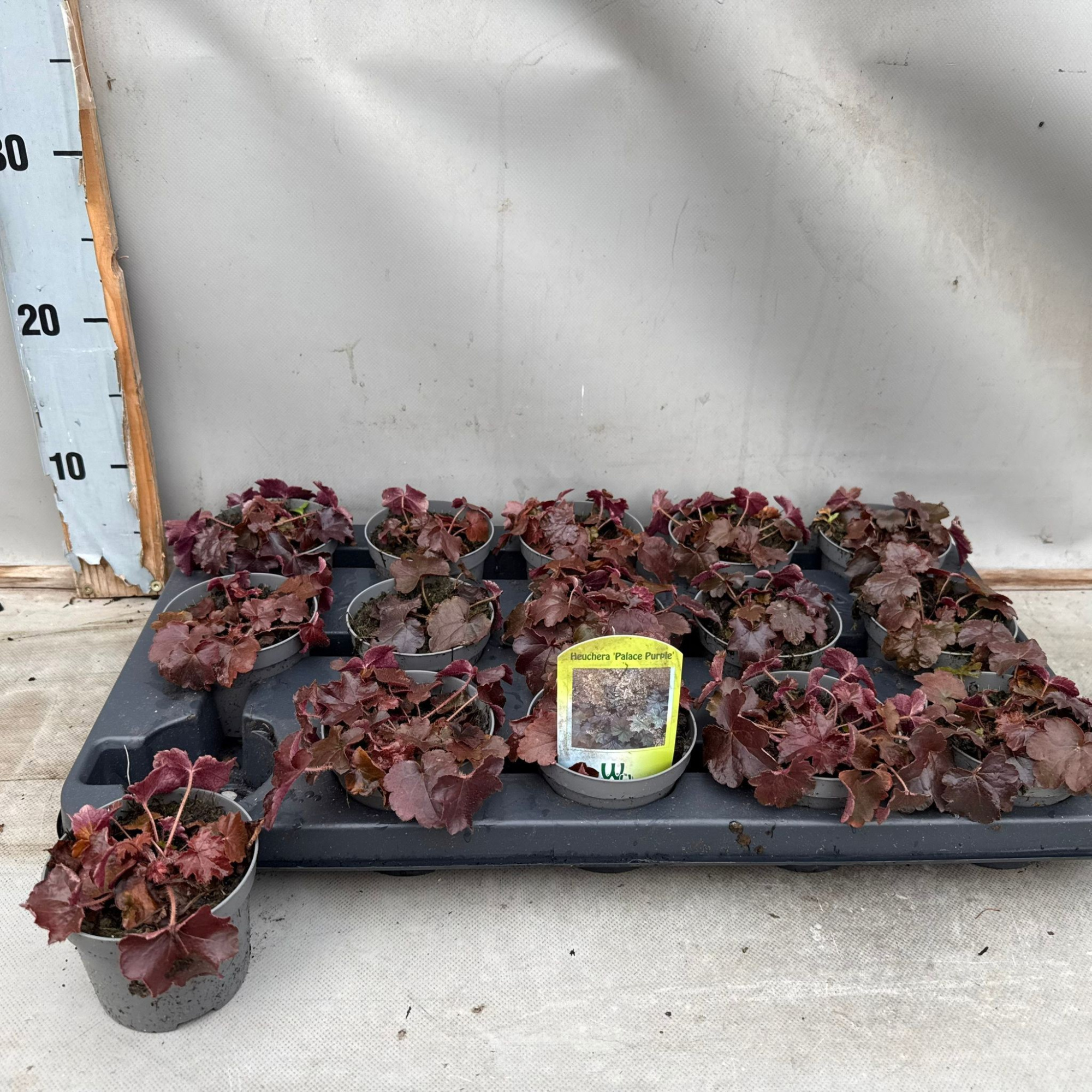 Heuchera Palace Purple, D 9