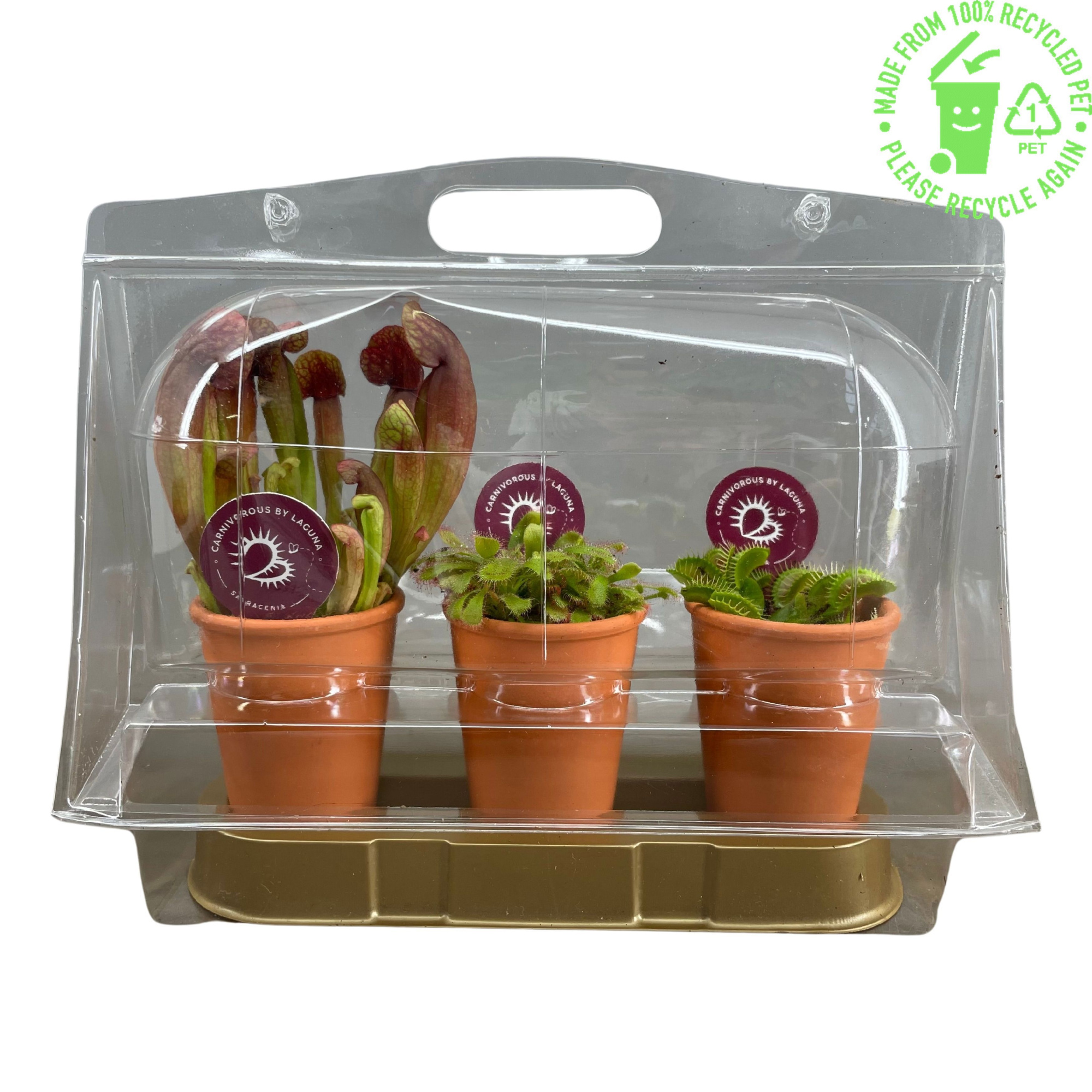 Vleesetende planten in 7 cm terracotta pot in blister x3, D 7