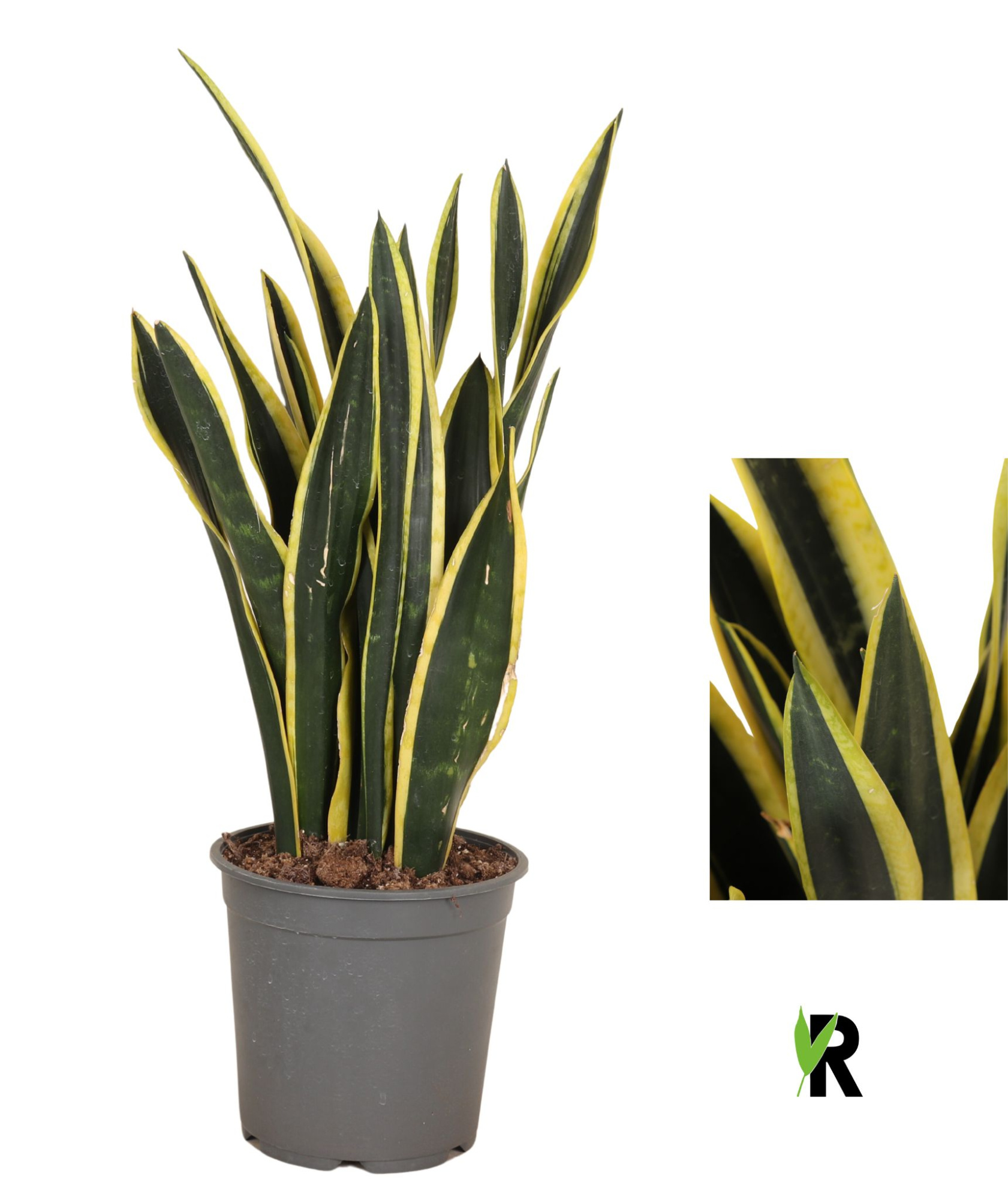 Sansevieria Orient Night, D 24