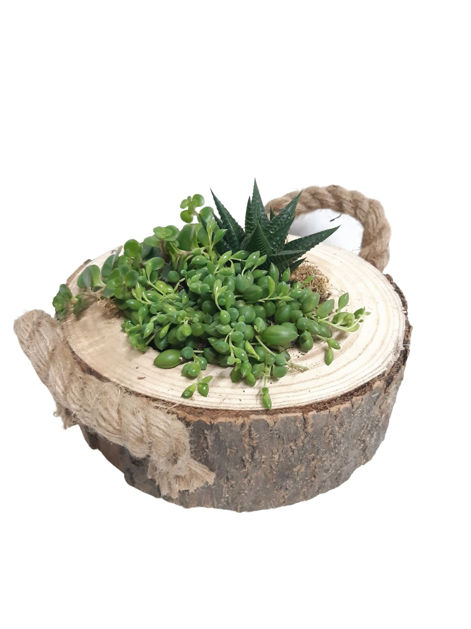 BSL20GMX Boomstam Schijf Laag mini gr.mix, D 20 cm