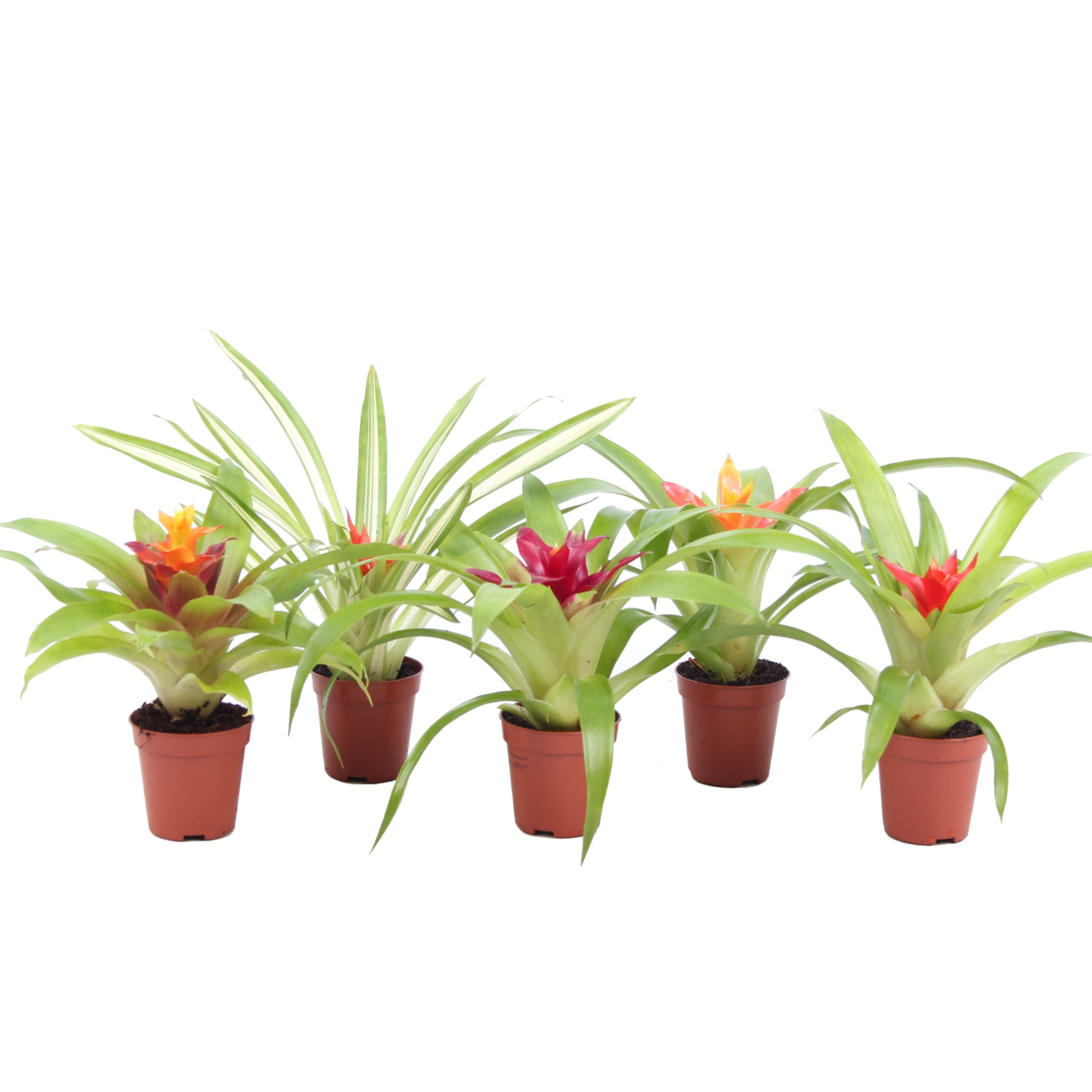 Guzmania Mix, D 5,5 cm