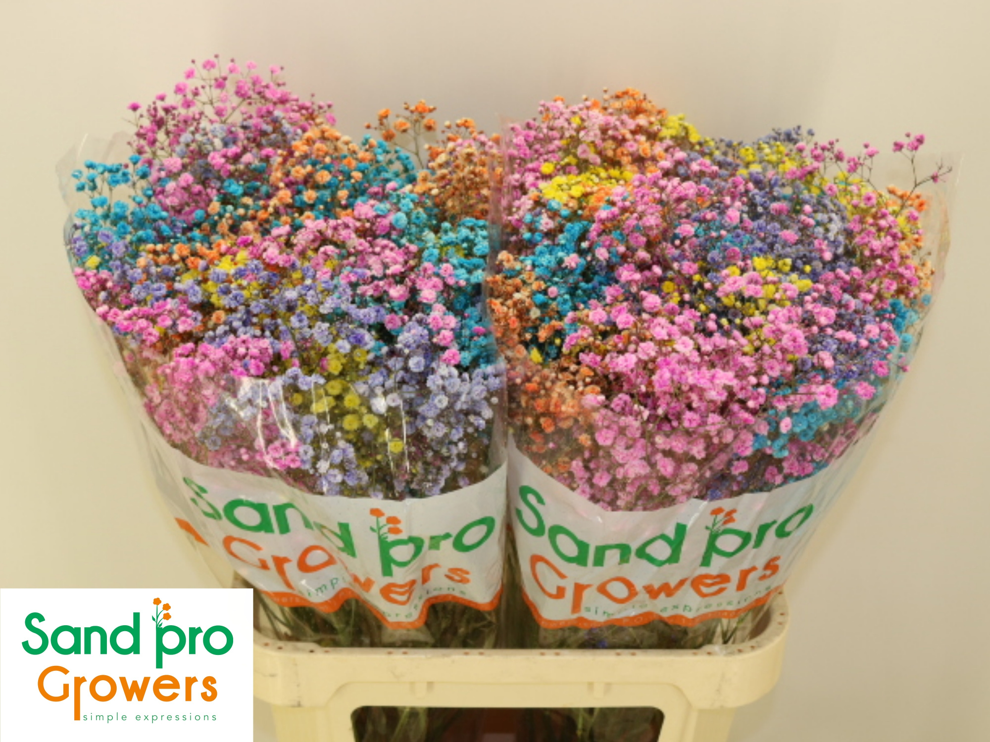 Гипсофила Овериг Крашеная (краш. ) 80, шт.