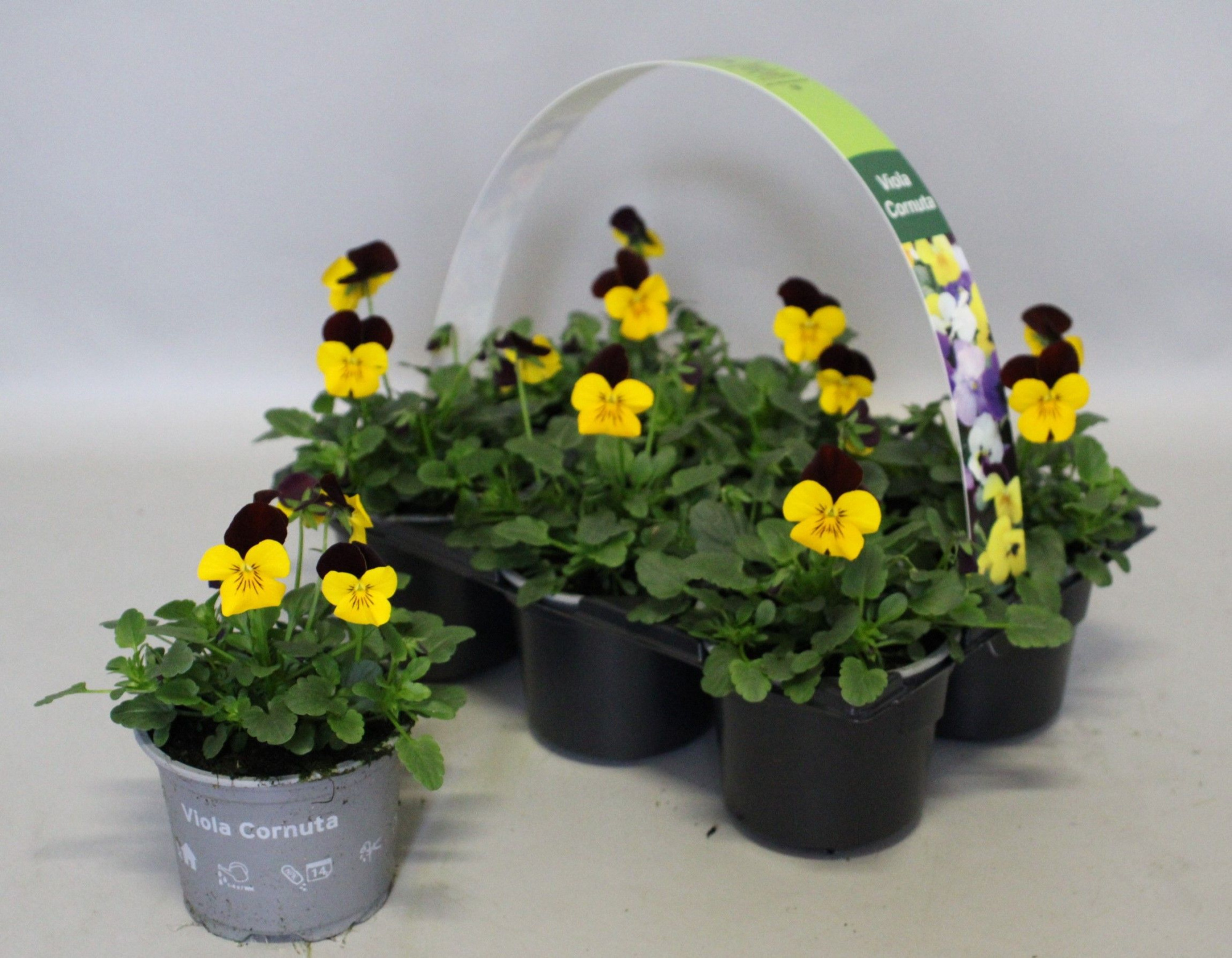 Viola cornuta 6-pack 9cm Yellow with red wing, D 9 cm