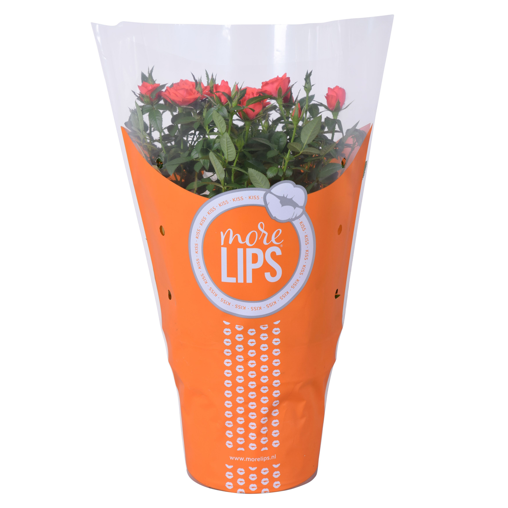 Rosa Favourite Roses orange MoreLips, D 17 cm