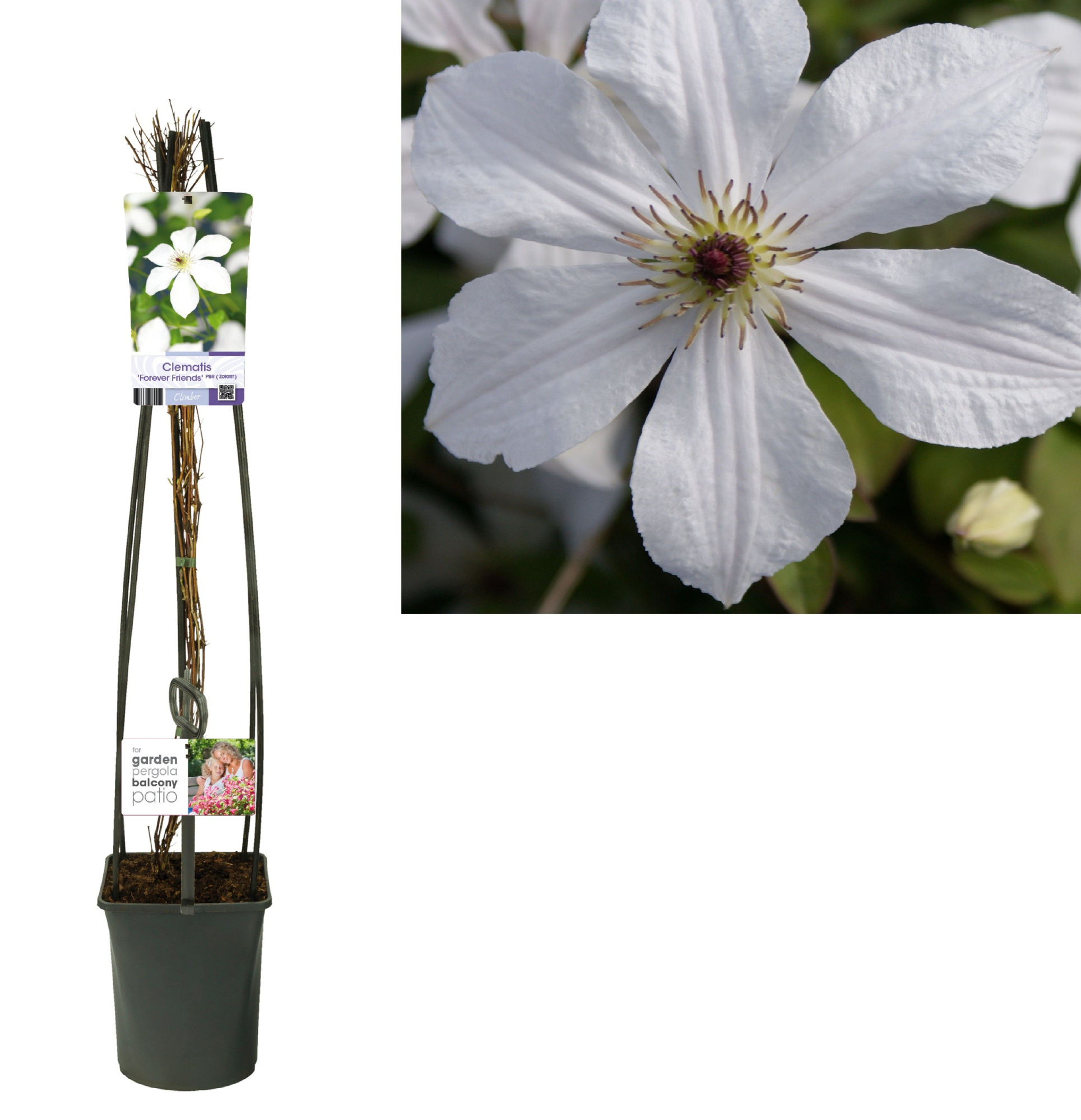 Clematis 'Forever Friends' PBR +light label, D 23 cm
