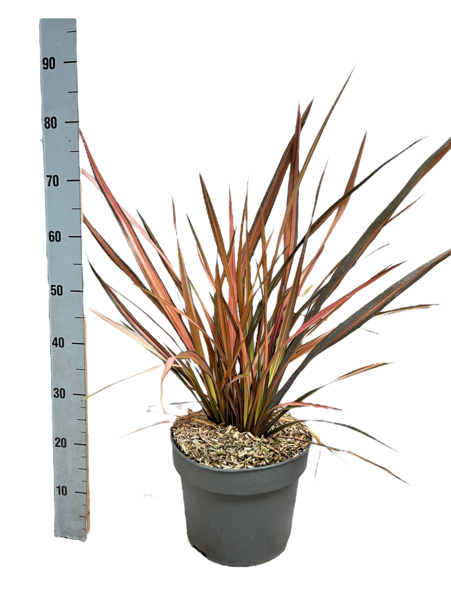 Phormium 'Flamingo', D 29 cm
