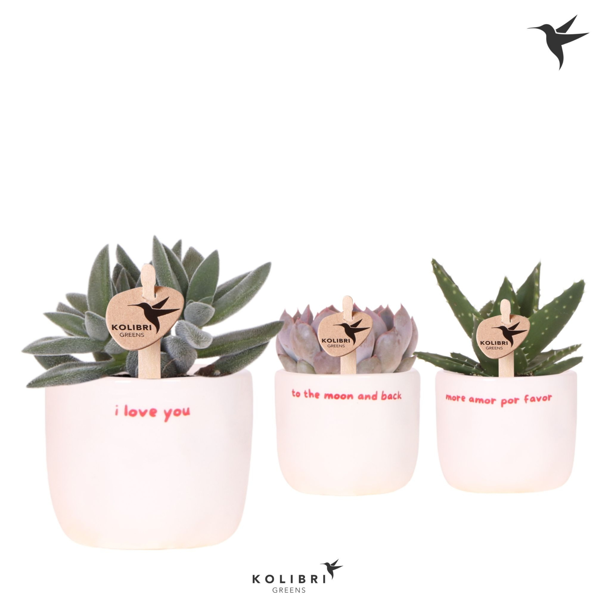Kolibri Greens Succulenten mix in Love pot mix, D 6 cm