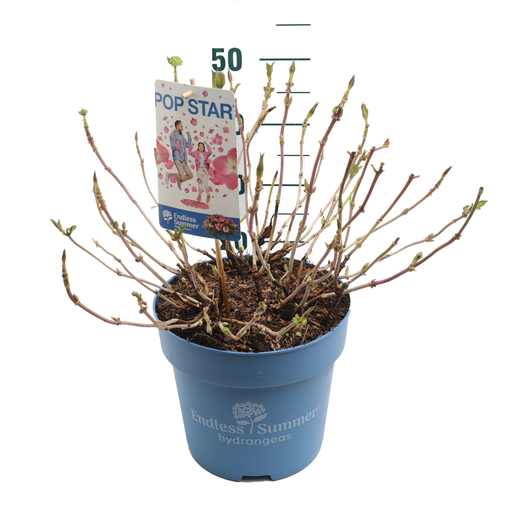 Hydrangea 'Pop Star' Pink - P27 - Endless Summer, D 27