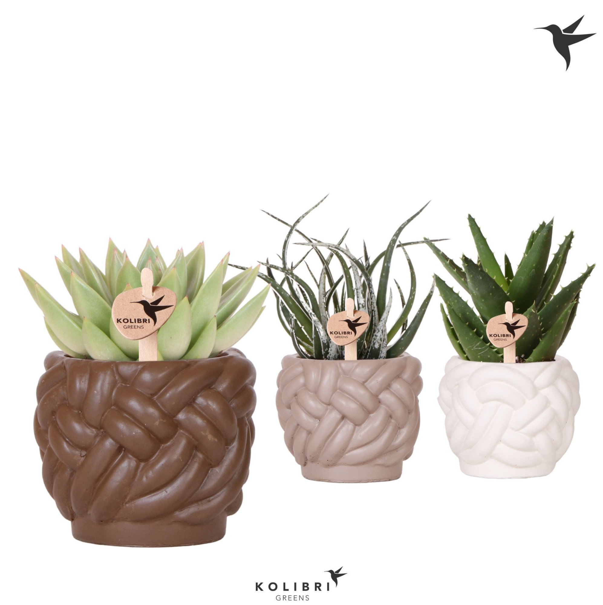 Kolibri Greens Succulenten mix in Rope pot mix, D 9 cm