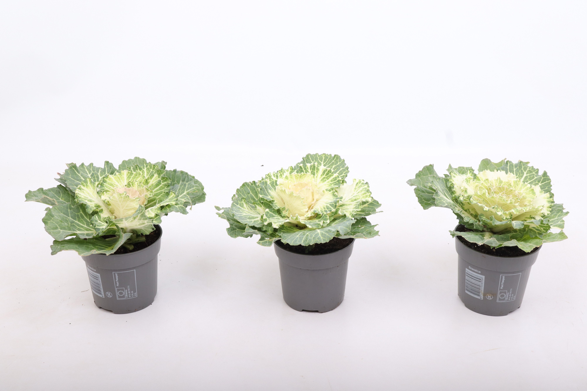 Brassica glad wit gekarteld 10,5 cm, D 10,5 cm