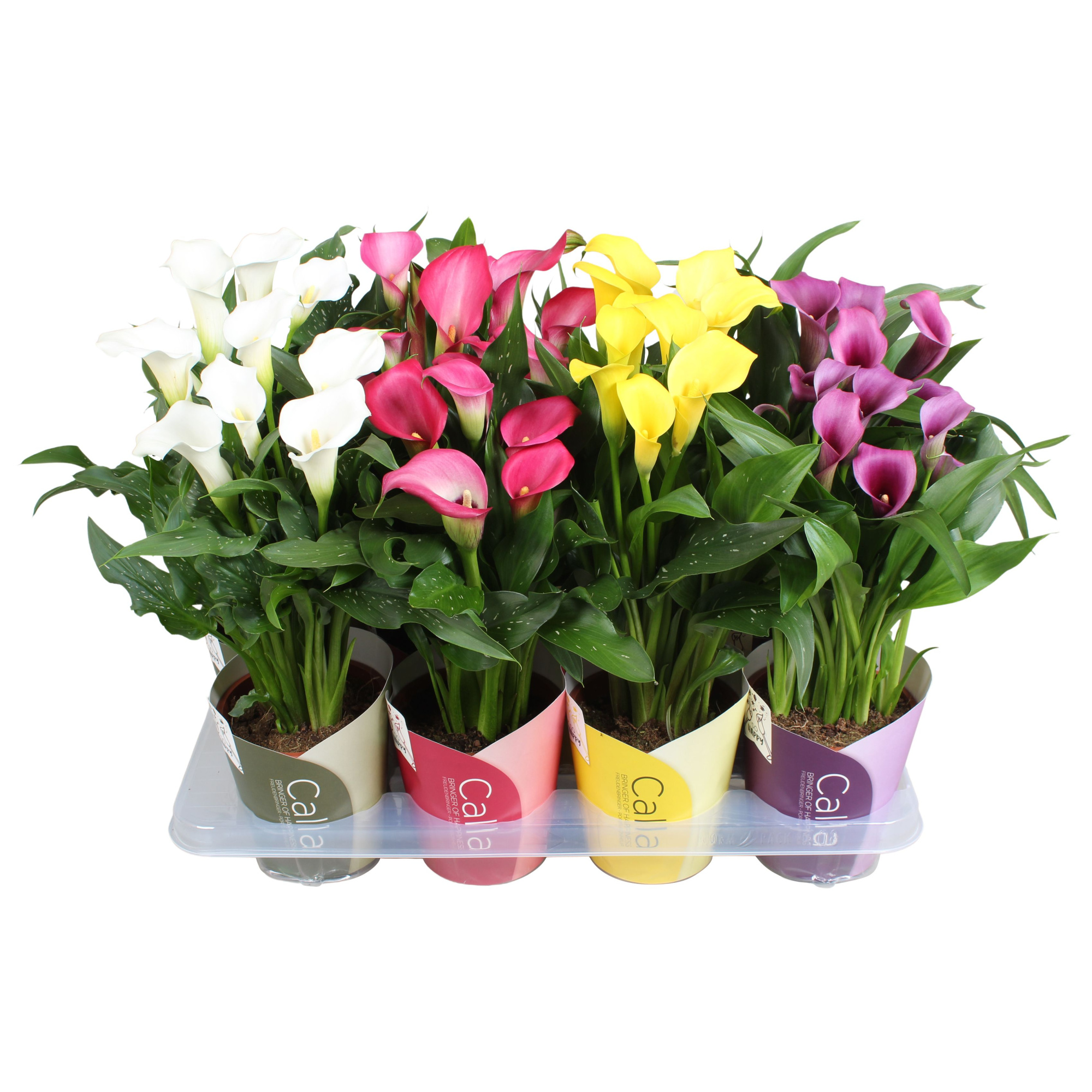 Zantedeschia gemengd SoHappyCalla mix met ton sur ton potcover, D 13