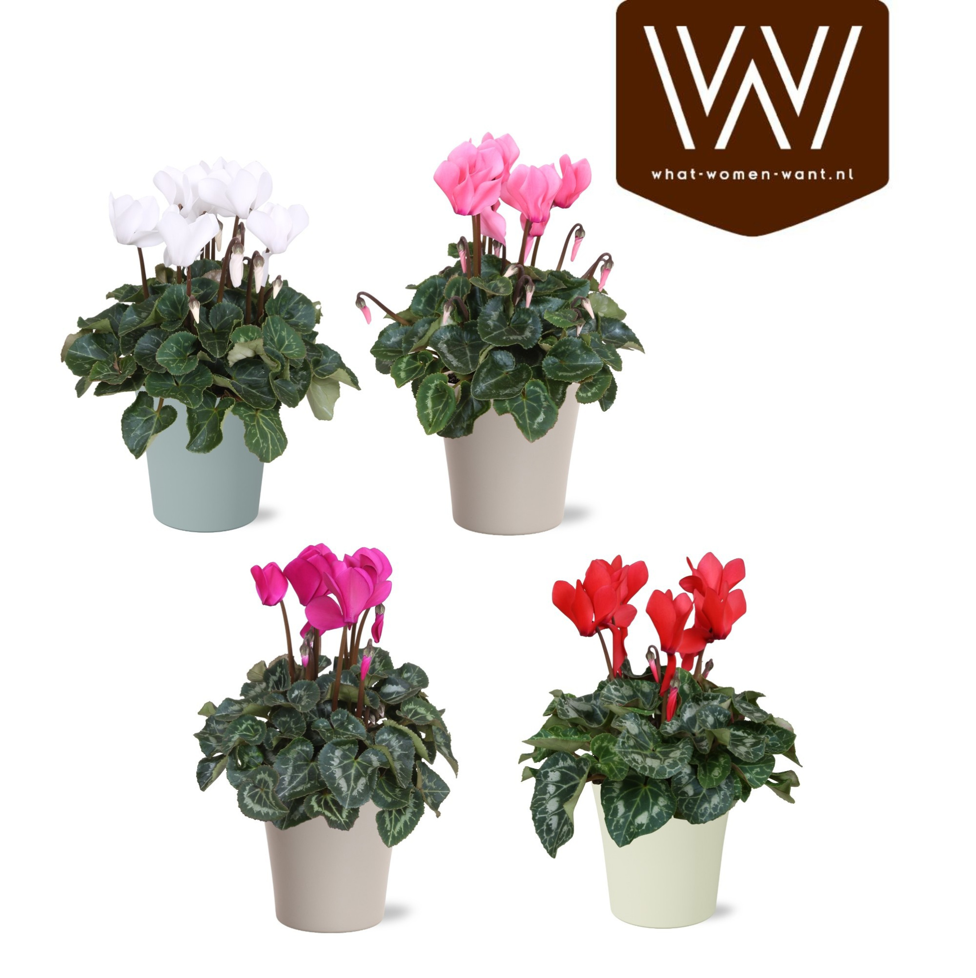 Collectie "Fruity Blend" Cyclamen mix in keramiek Lotte, D 14