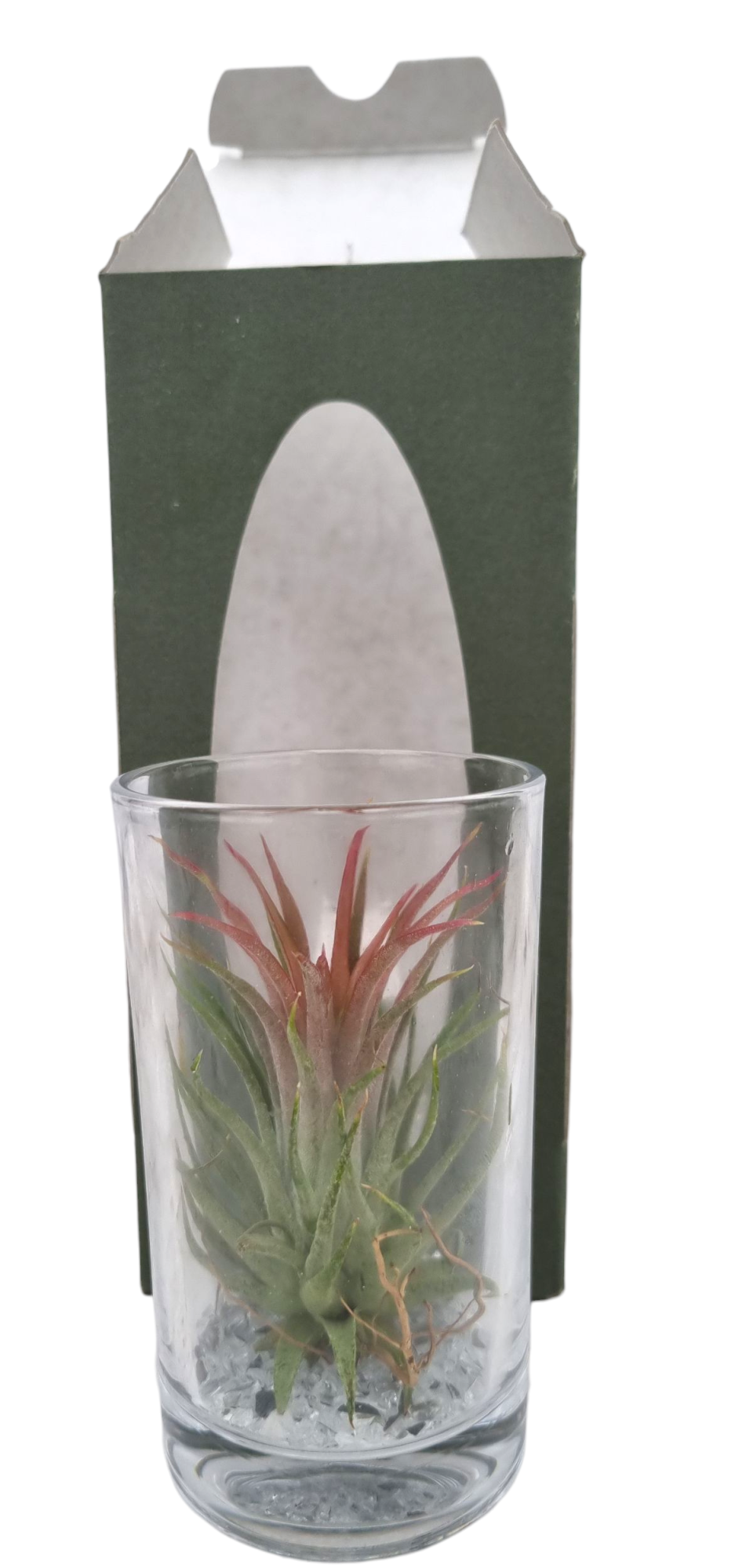 Tillandsia long drink gift package, D 9 cm