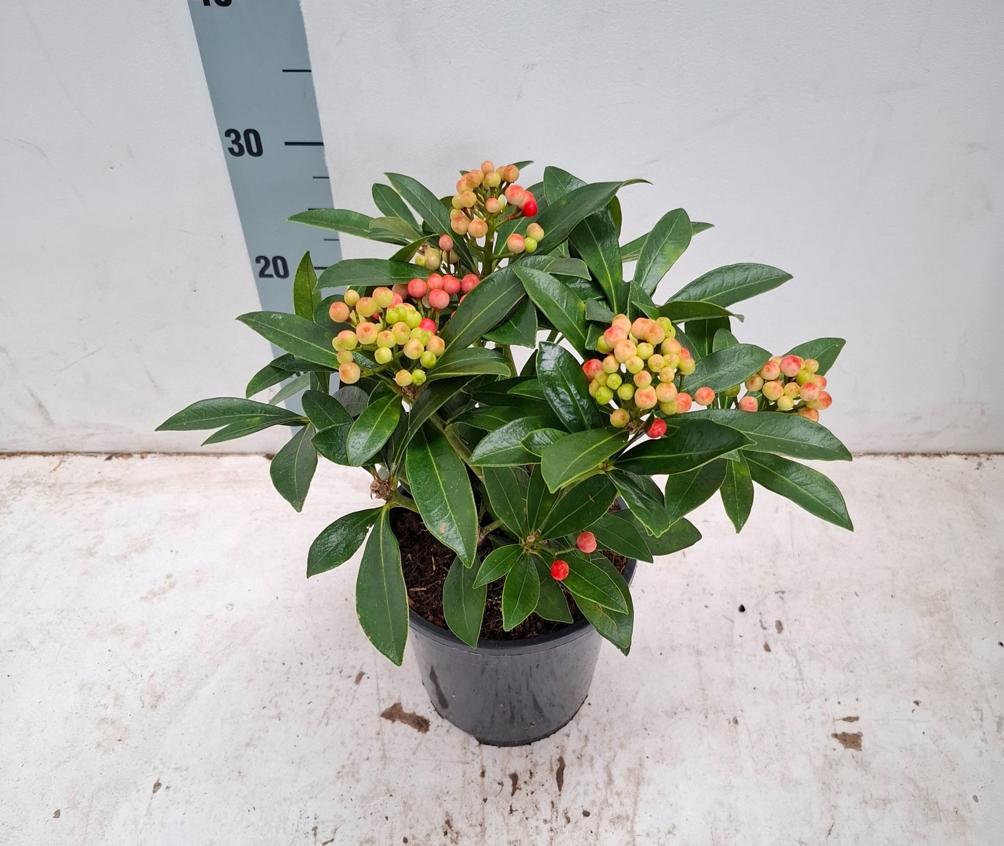 Pabella 17cm 4-5 tros, D 17 cm