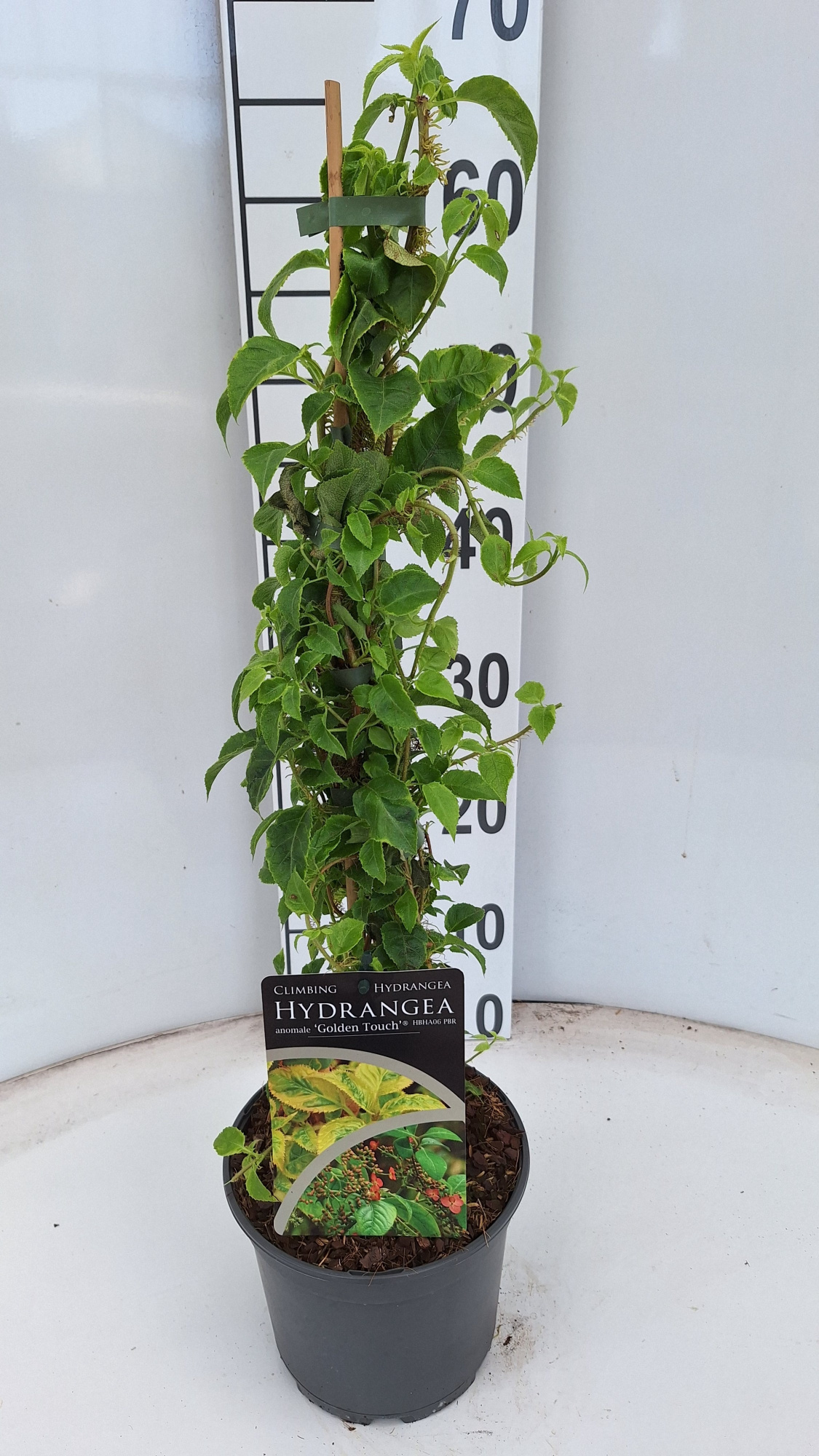 Hydrangea aomale Golden Touch PBR, D 17 cm