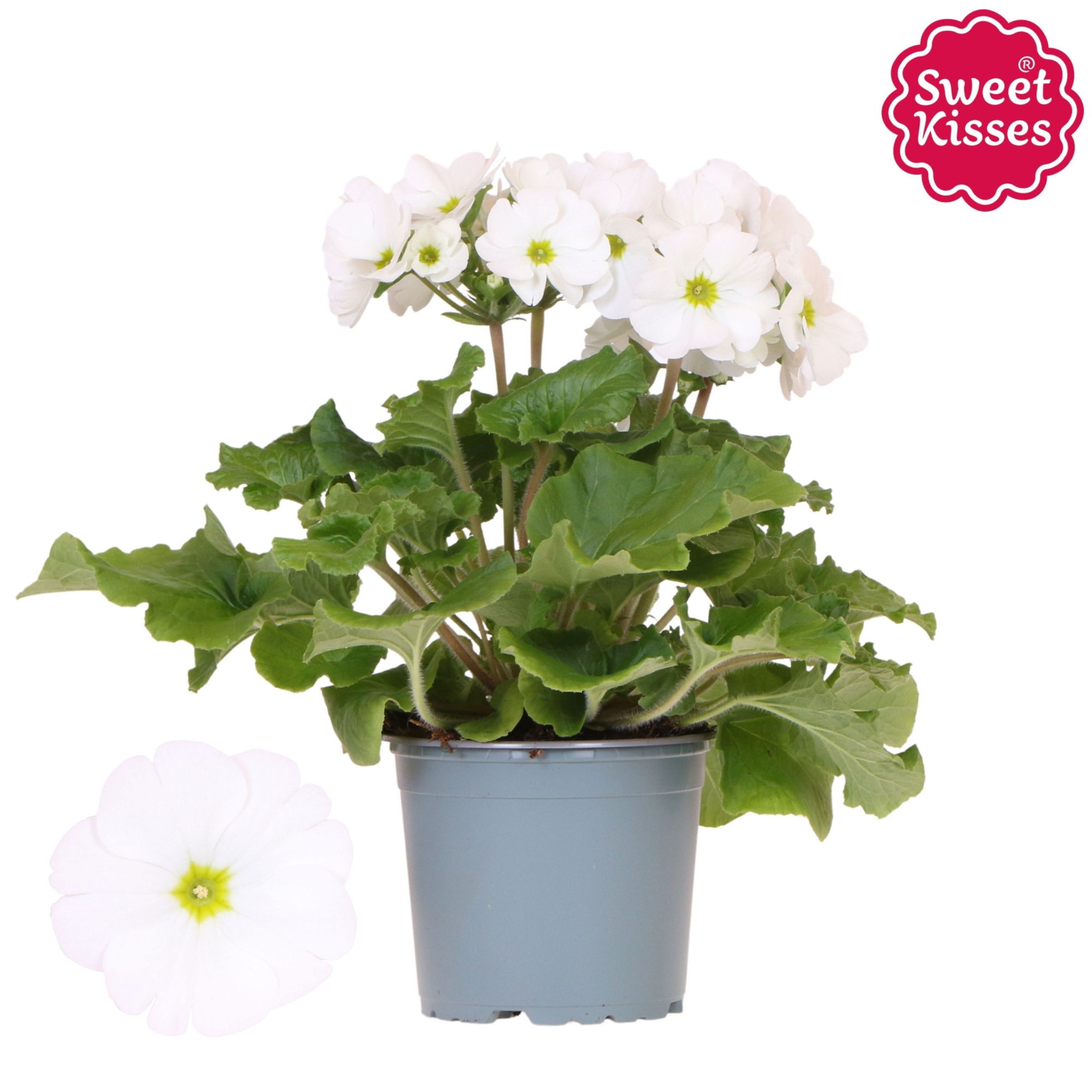 Primula Obconica Sweet Kisses white, D 12