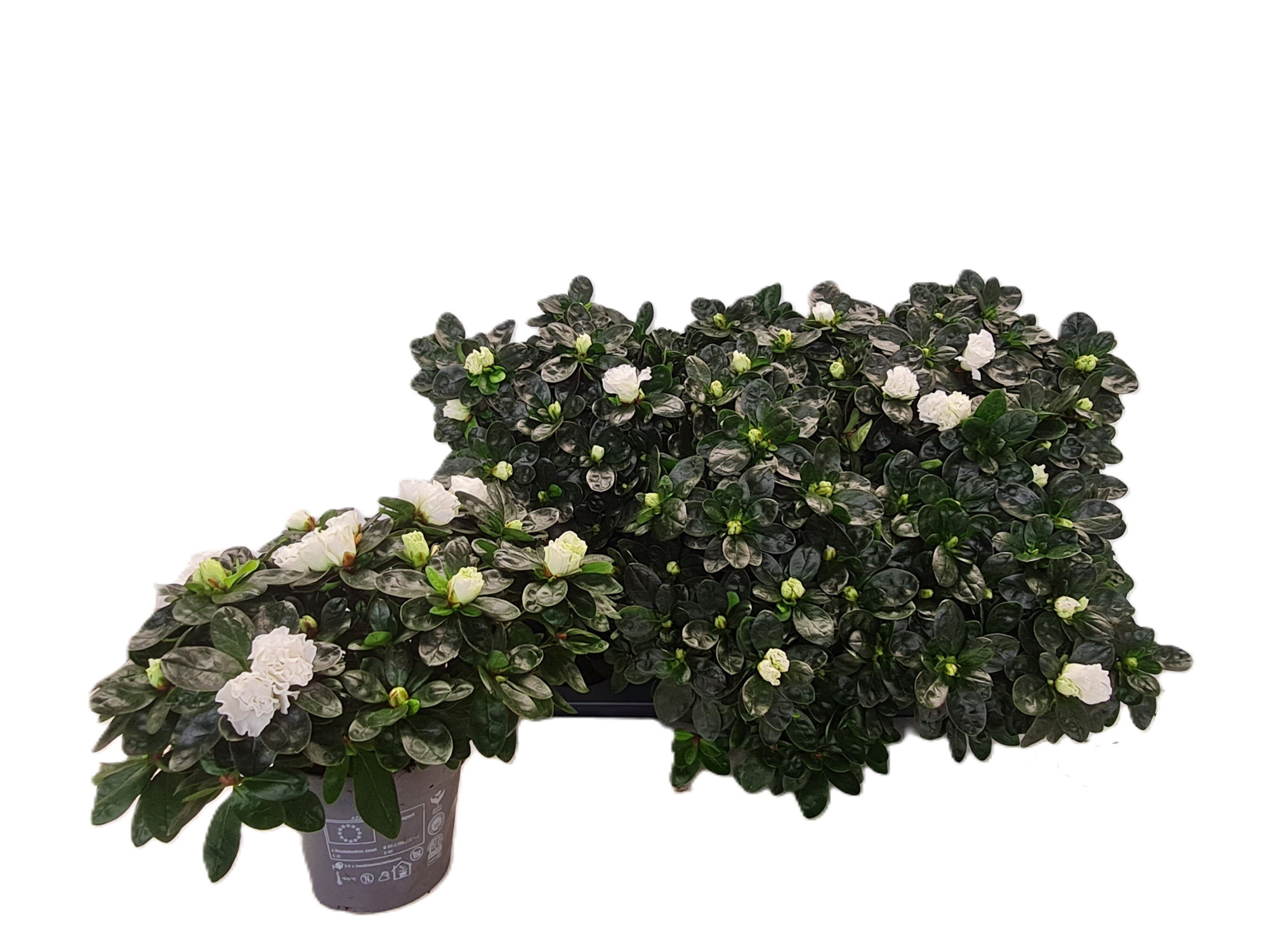 Gekoelde vogels M. Troch, D 14