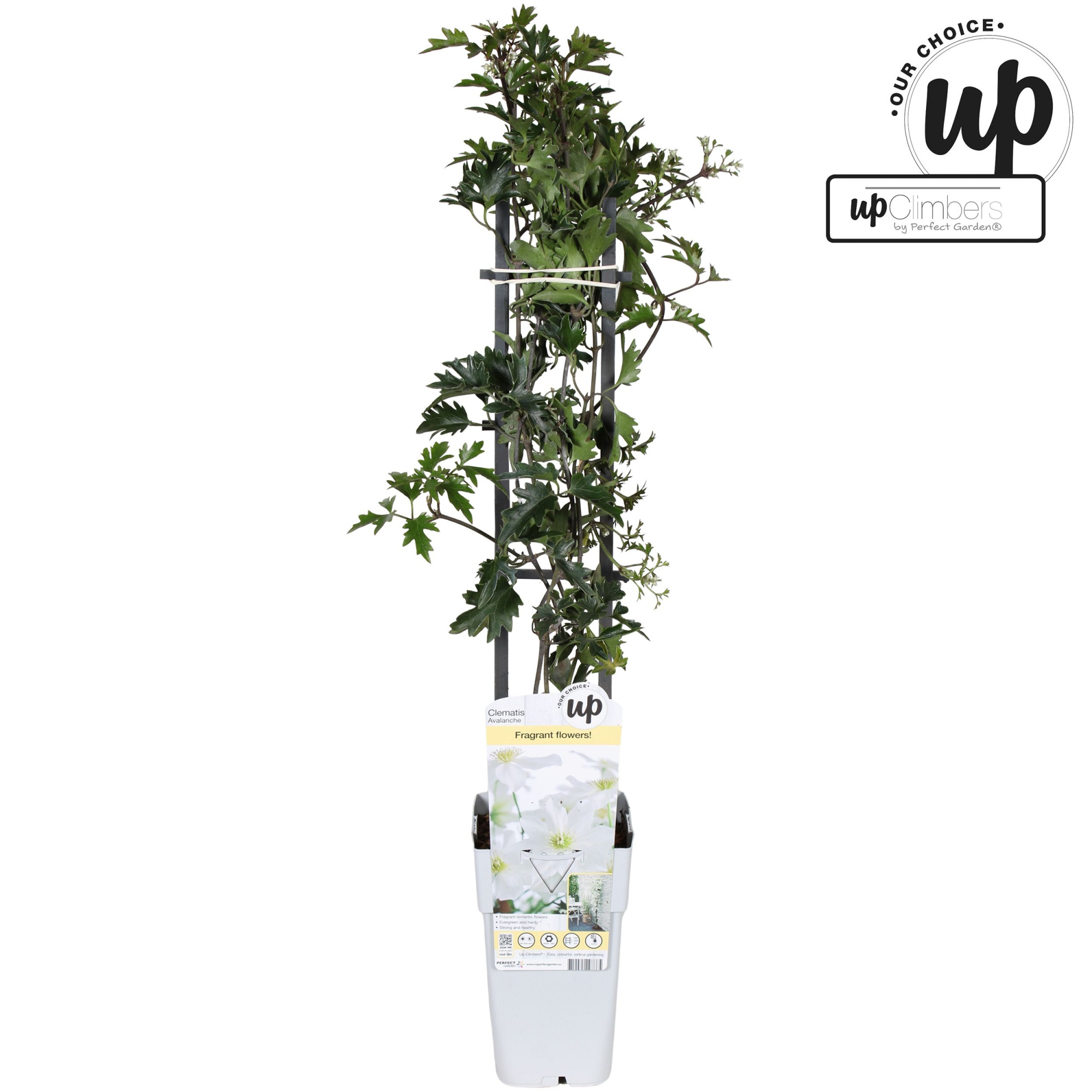 Clematis Avalanche Our Choice P15, D 15