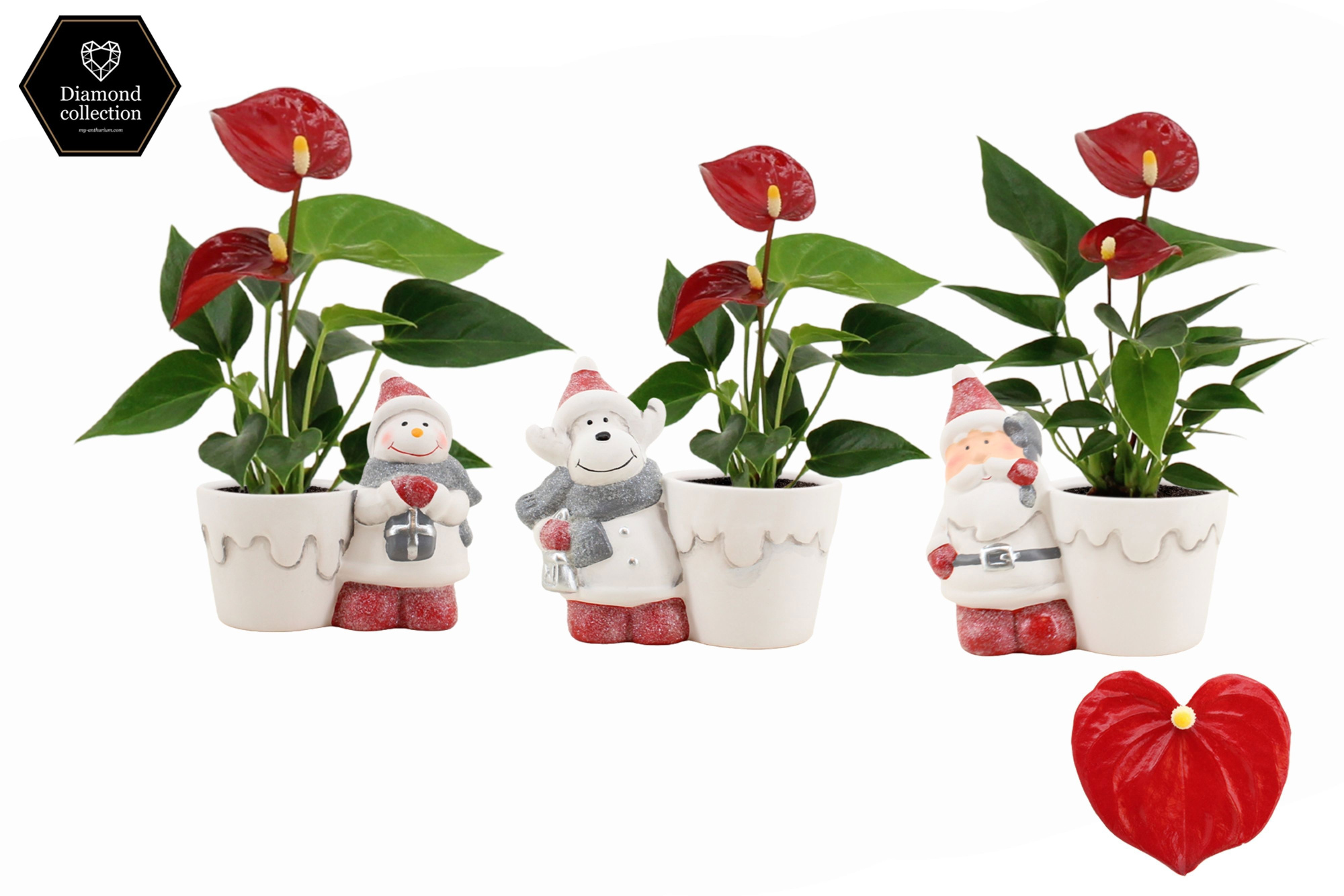 Anthurium 6 cm Micra in Santa mix ceramics, D 6