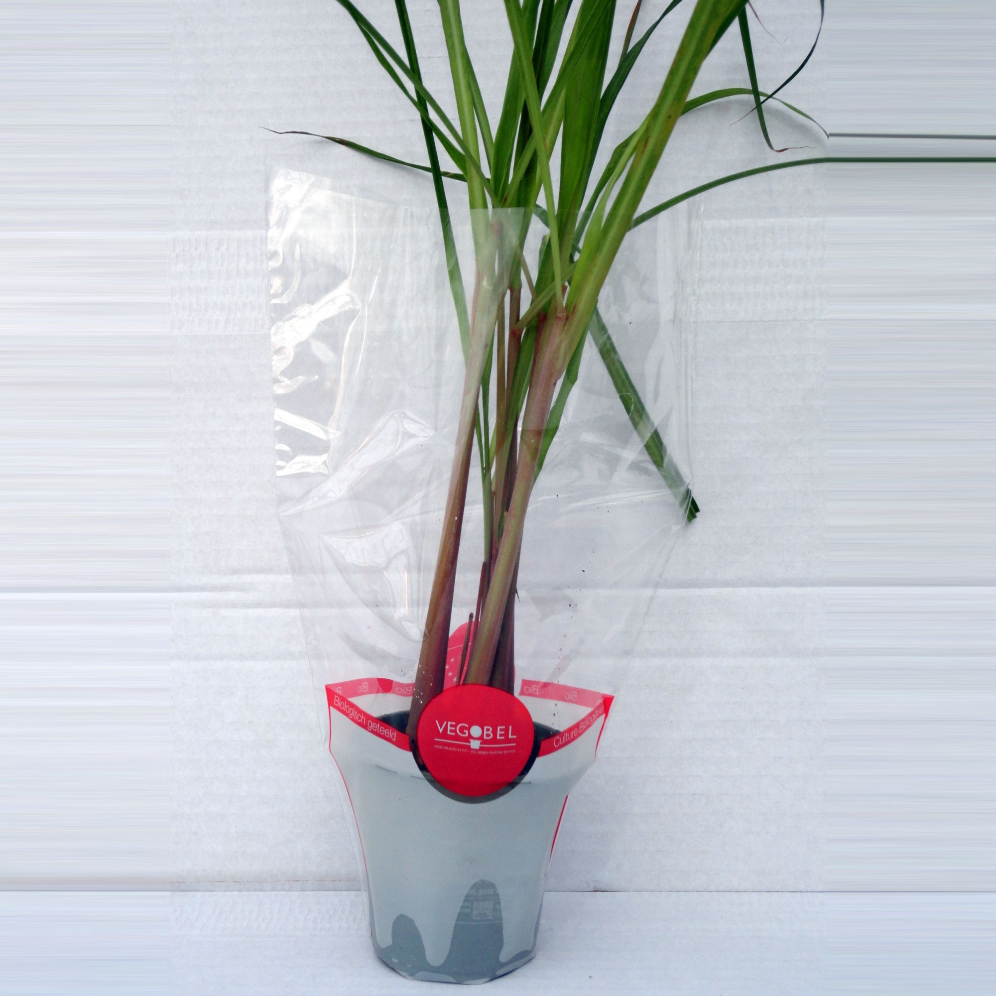 Citroengras P9, D 9 cm