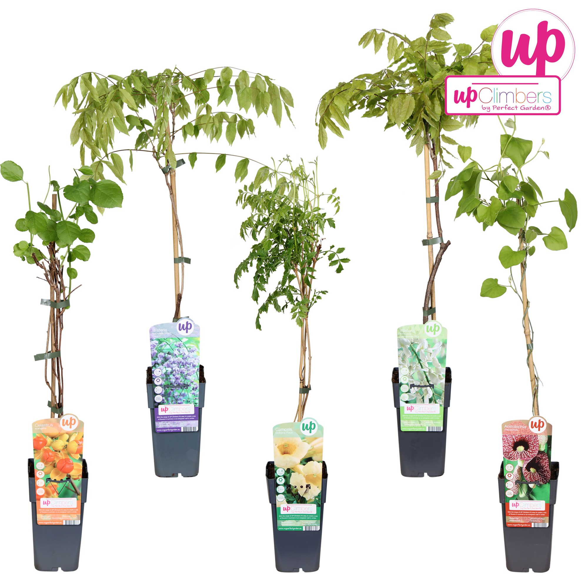 Klimplanten mix laag exclusief P15, D 15 cm