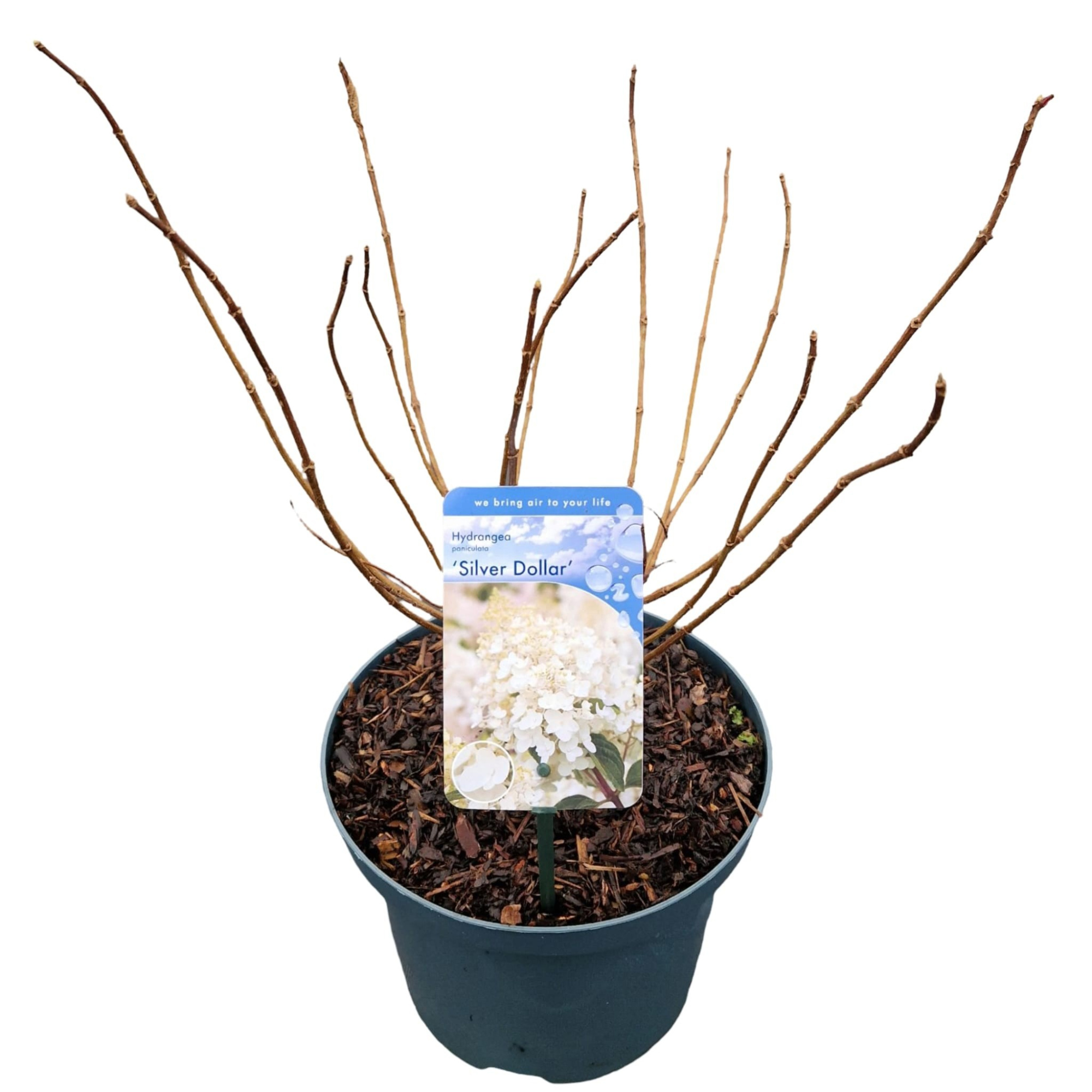 Hydrangea pan. 'Silver Dollar', D 23