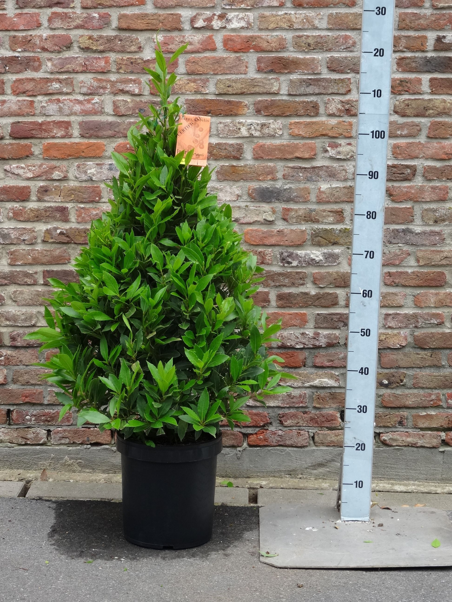 LAURUS NOBILIS PYRAMIDE 120 CM P 25, D 25 cm