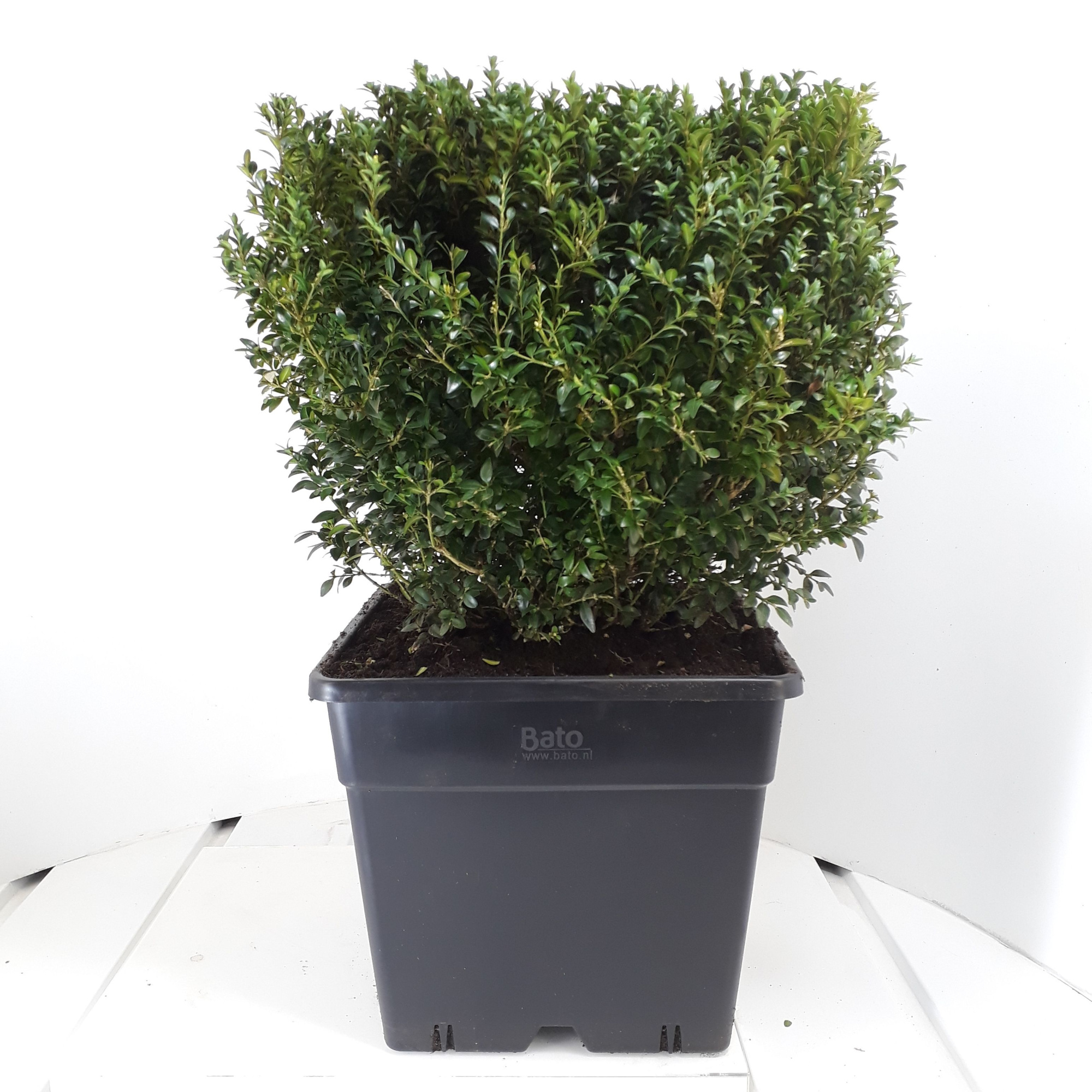Buxus sempervirens Kubus 45cm, D 35 cm