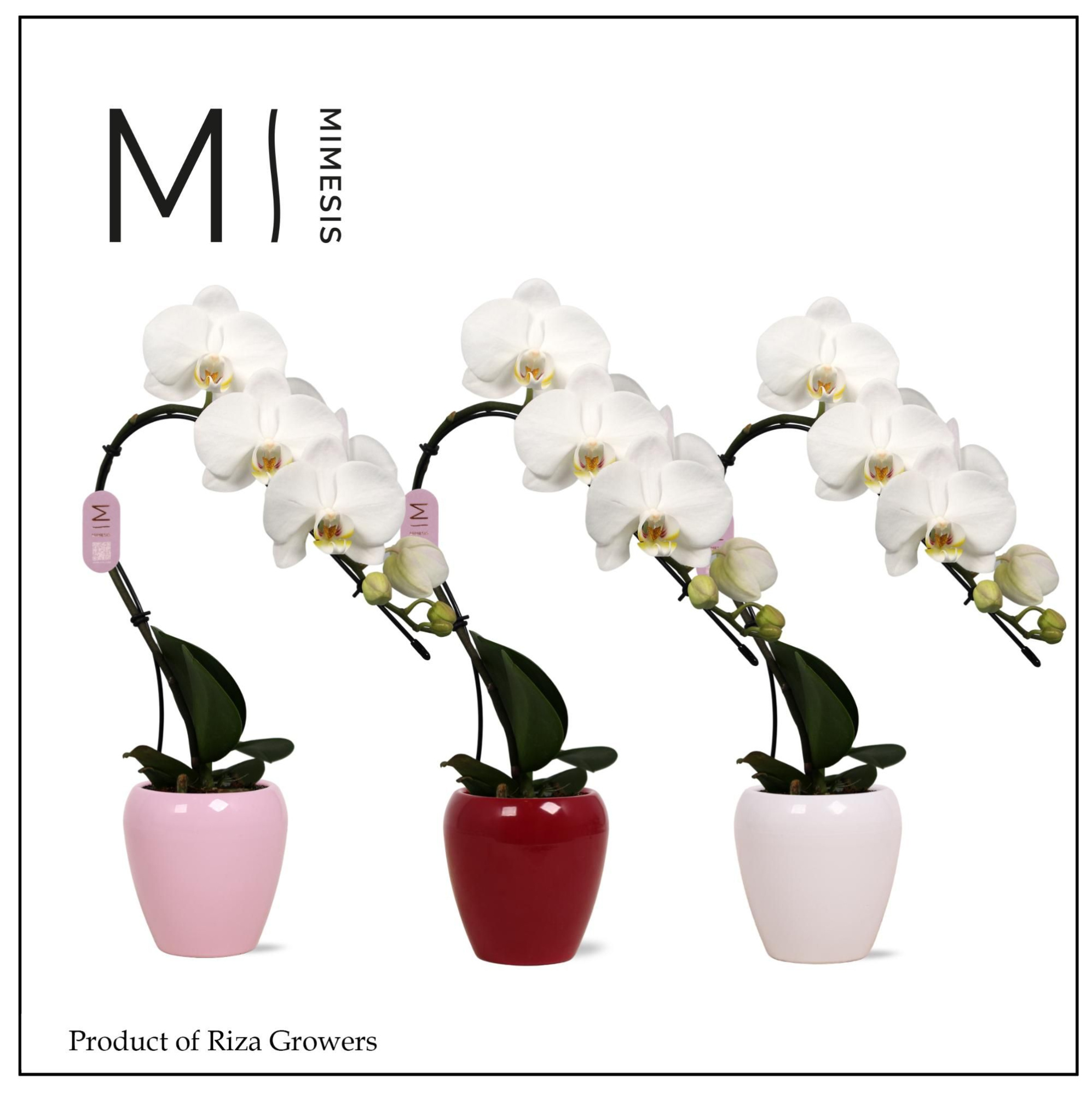 Phalaenopsis Swan White 1 spike - 7cm in Martine Mix Ceramic | Mimesis, D 7 cm